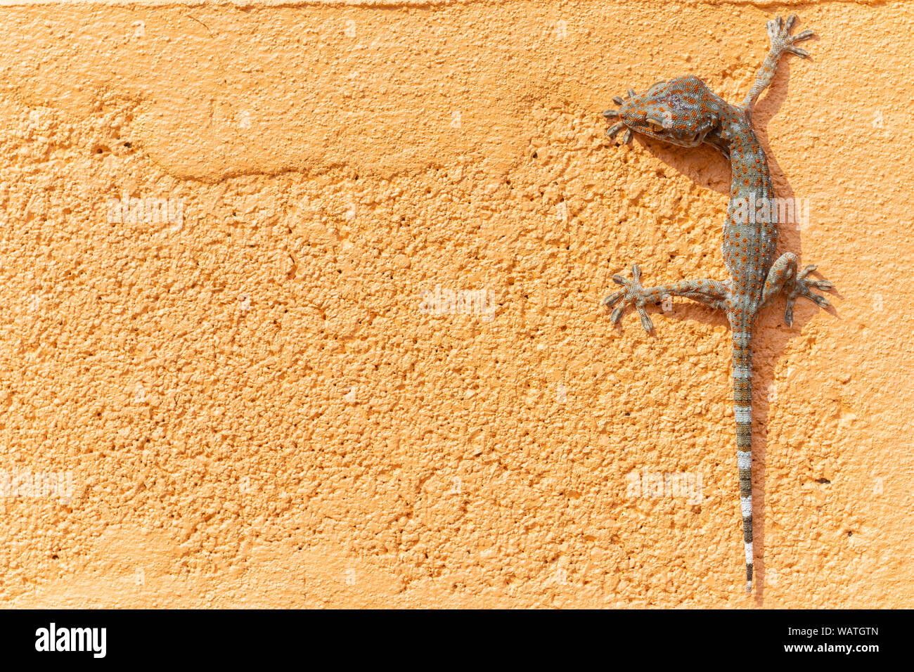 Close up(Gekko gecko Tokay) sur le mur d'orange. L'espace de copie pour le texte. Banque D'Images