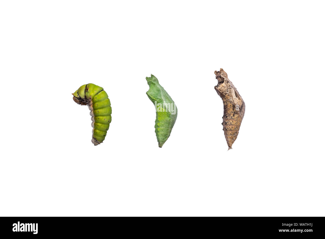 La métamorphose de la chenille au nymphe isolée pour fond blanc. Cycle de vie de papillon de Caterpillar avec chemin de détourage. Banque D'Images