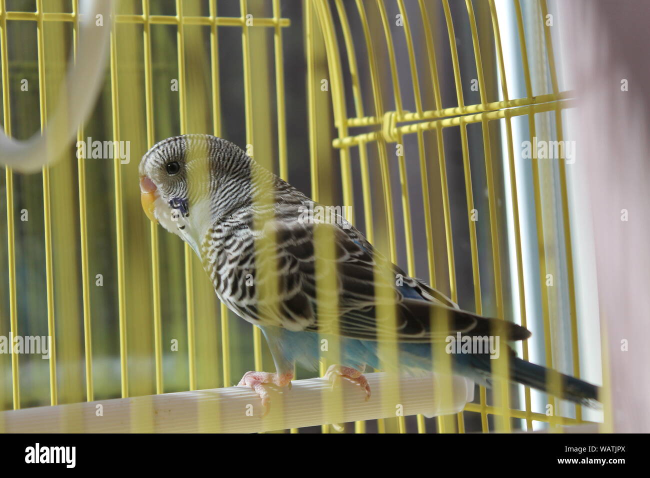 Beau petit perroquet bleu en jaune sur le soleil chaud de la cage Banque D'Images