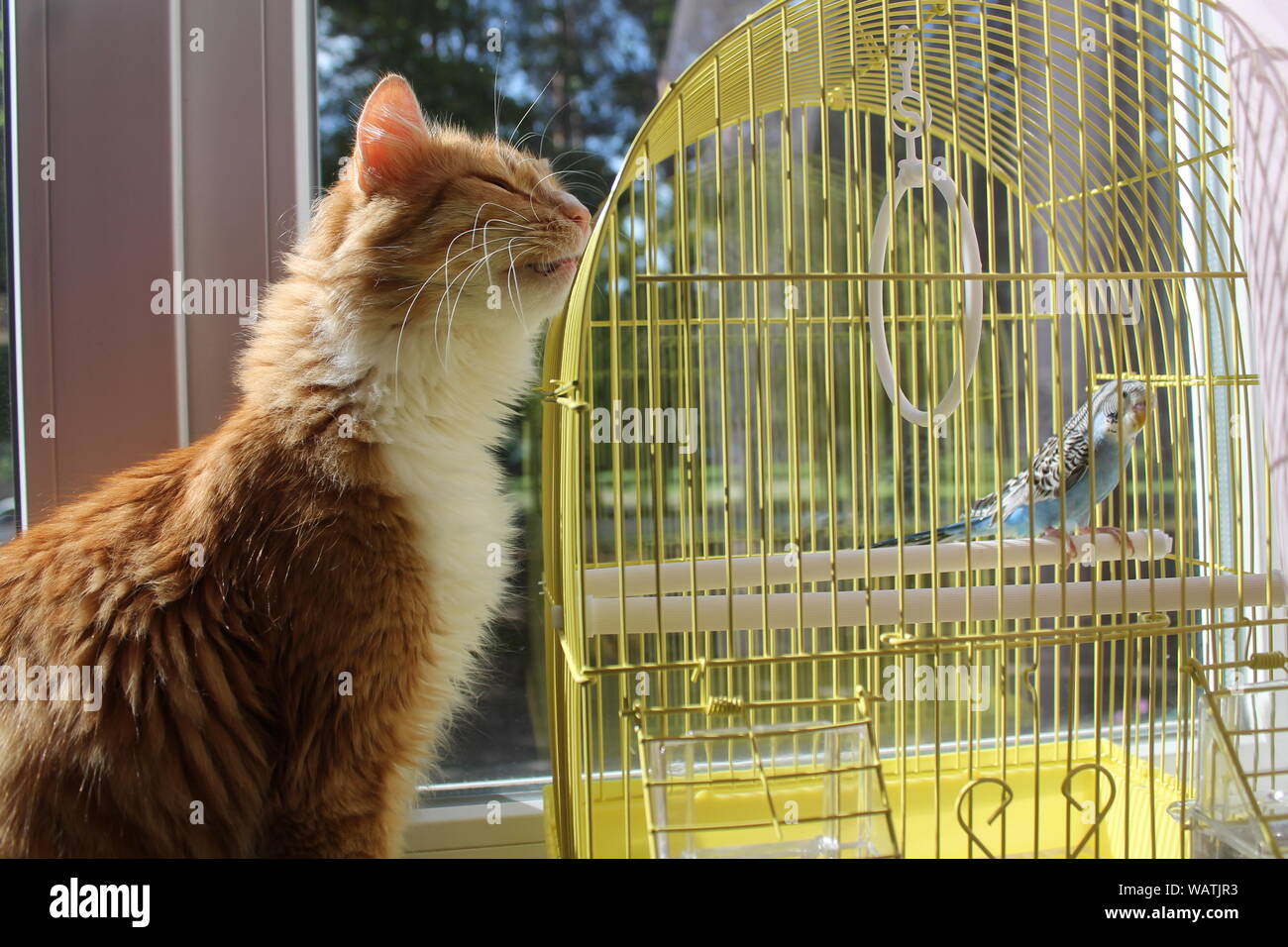 Couleur orange fluffy cat s'asseoir près de Blue Parrot essayez d'attraper Banque D'Images