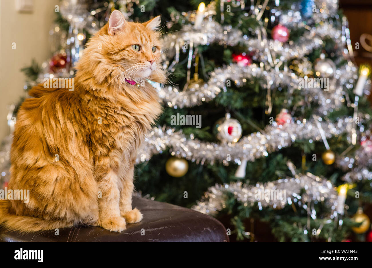 Thème de Noël - un long haired cat gingembre assis devant un arbre de Noël décoré. Chat dans focus, doucement l'arbre hors focus Banque D'Images
