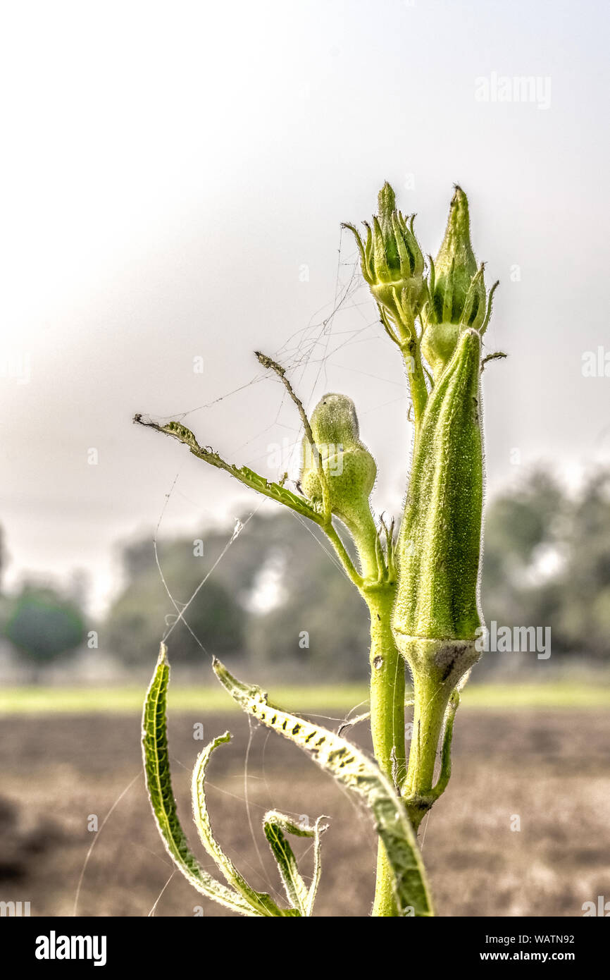 Nom scientifique : Abelmoschus esculentus. Bokeh Photo de gombo plante avec des bourgeons, également connu sous le nom de Ladies' doigt, est un légume vert & délice végétarien Banque D'Images