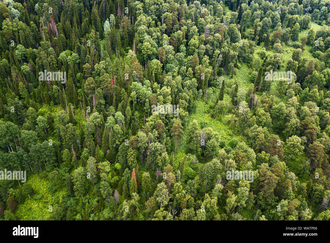 Vue aérienne des montagnes avec de l'herbe verte et des arbres avec beaucoup de collines et sous-bois sur une chaude journée ensoleillée claire dans les montagnes de l'Altaï. La fraîcheur Banque D'Images