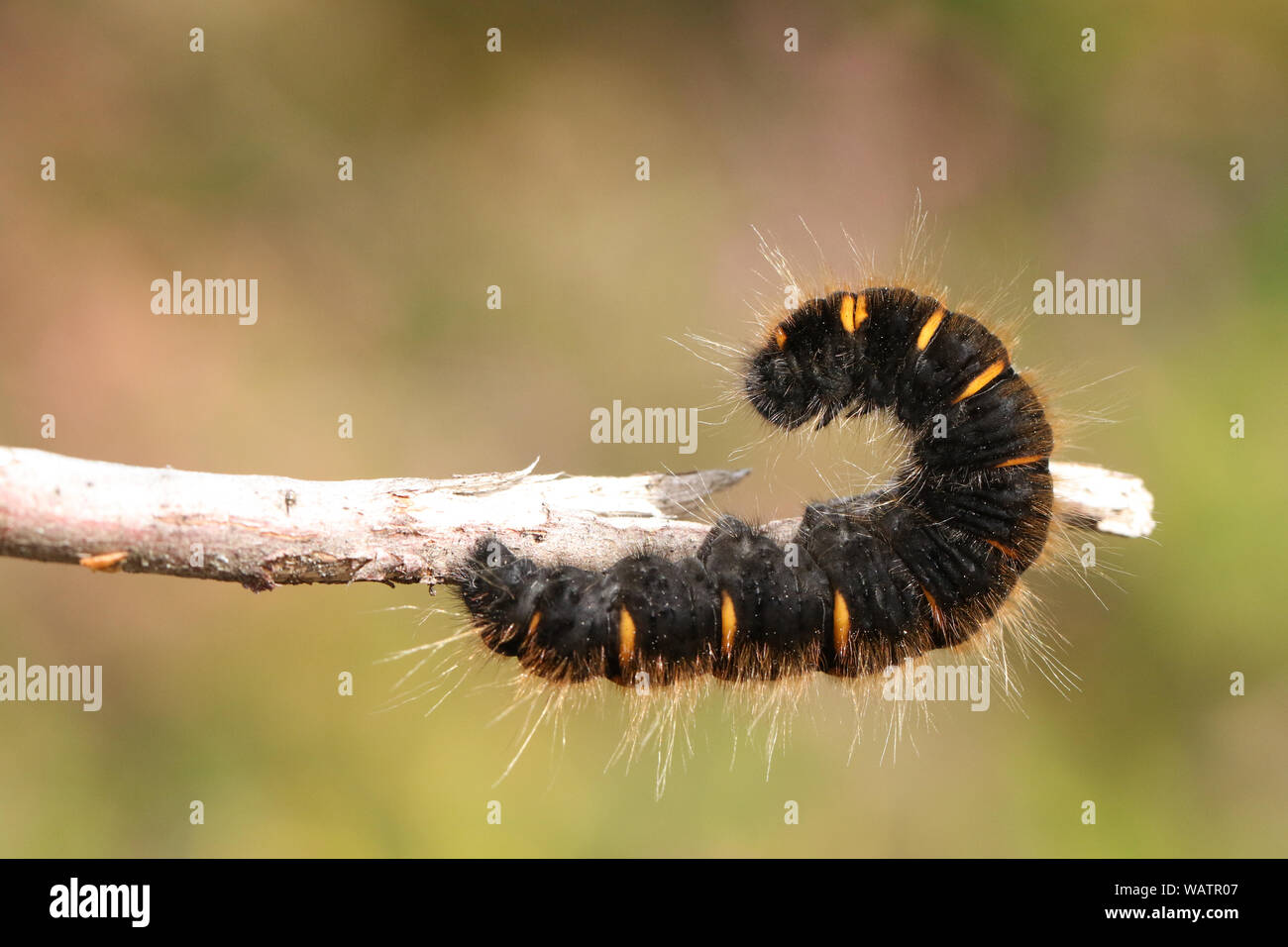 Un magnifique Fox Moth Caterpillar, Macrothylacia rubi, marchant le long d'une brindille dans la lande. Banque D'Images