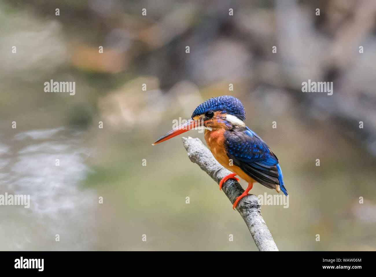 Blue-eared Kingfisher (Alcedo meninting) perché Banque D'Images