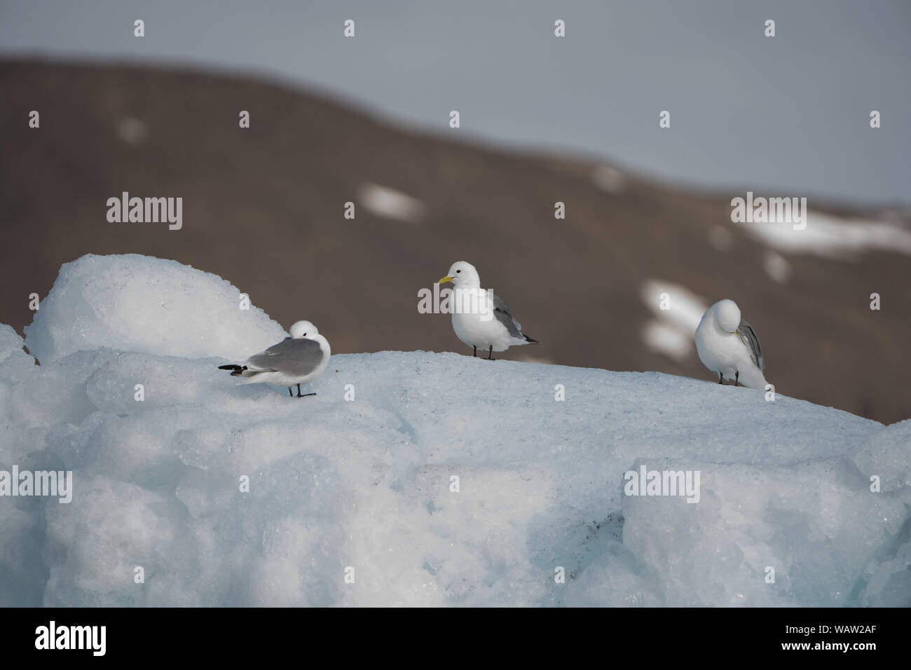 Mouette tridactyle (Rissa tridactyla) Leifdefjord, Svalbard, Norvège Banque D'Images Mouette tridactyle (Rissa tridactyla) Leifdefjord, Svalbard, Norvège Banque D'Images