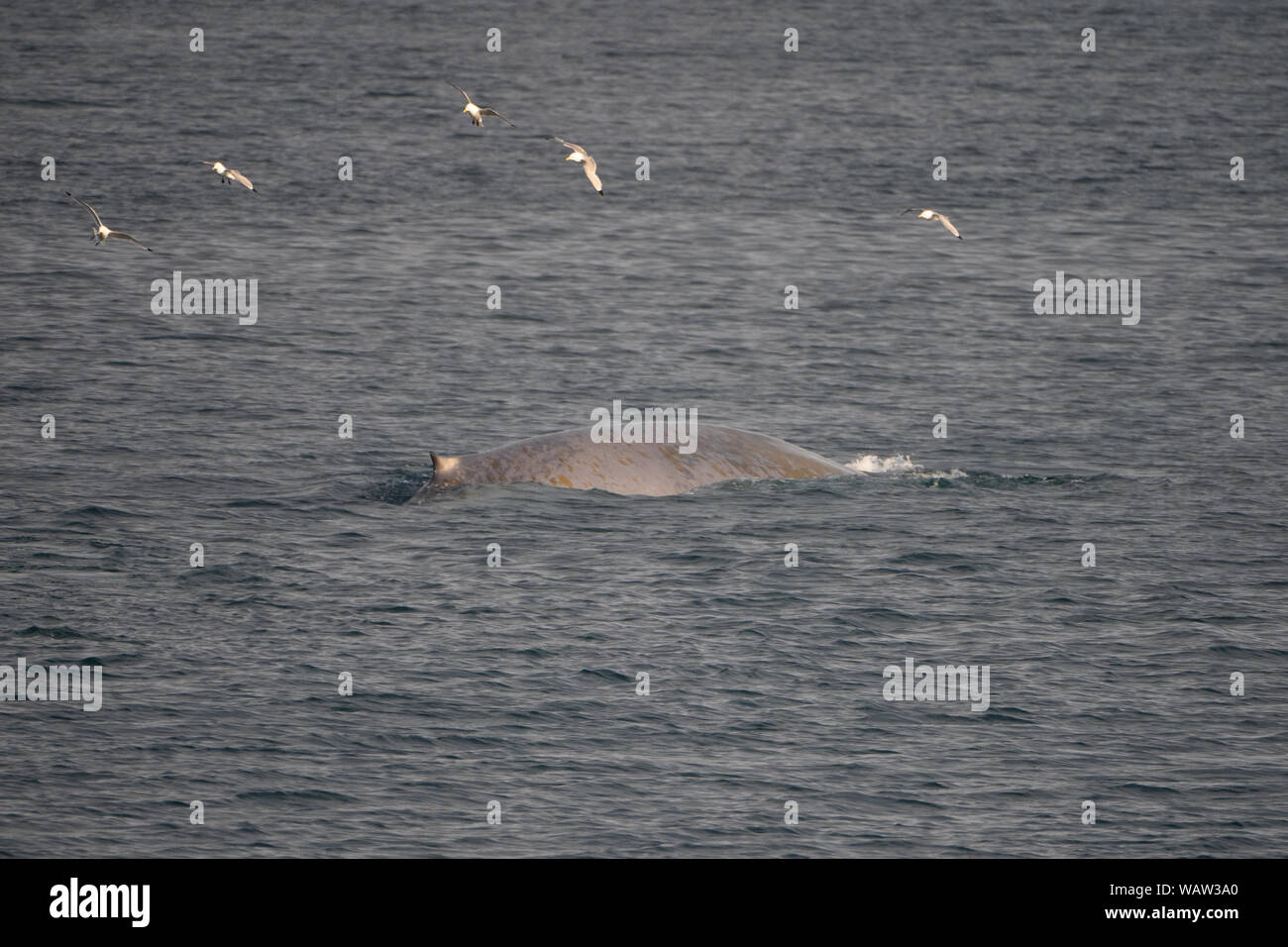 Les baleines bleues dans les eaux du Spitzberg. La Norvège arctique (Balaenoptera musculus) Banque D'Images