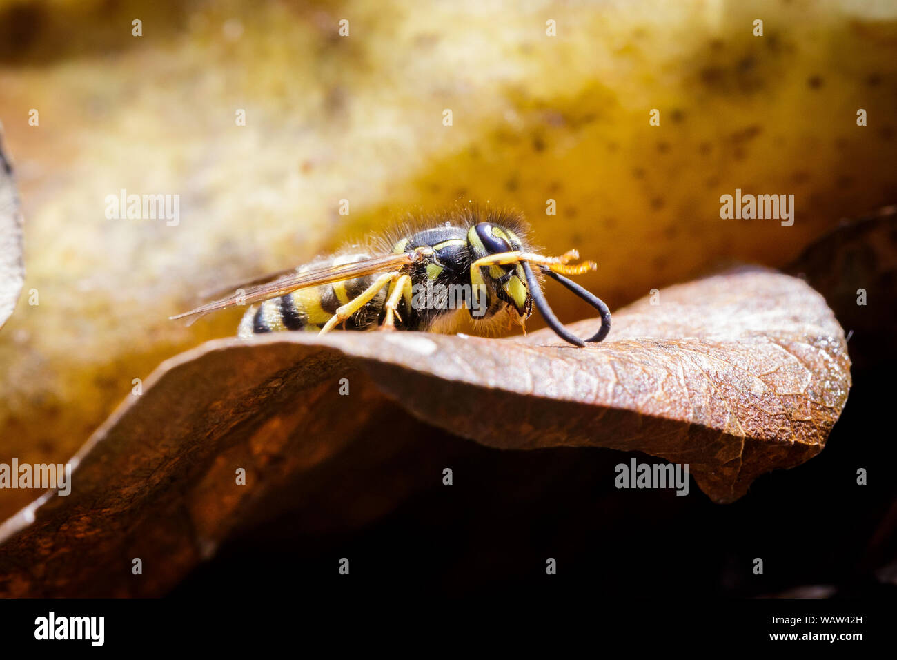 Femme de papier wasp Banque D'Images