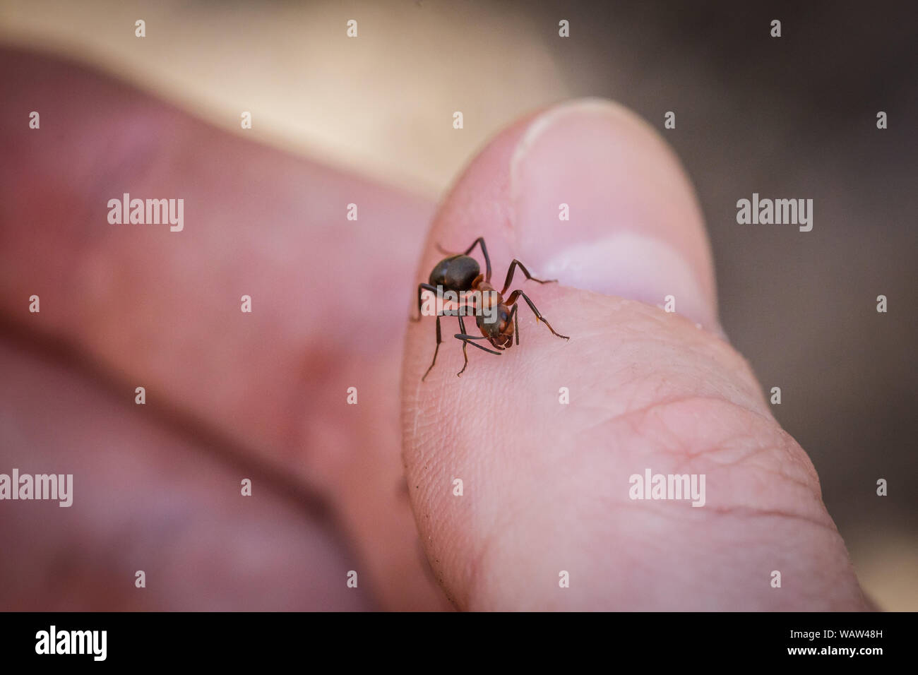 Les morsures de fourmis le doigt Photo Stock - Alamy