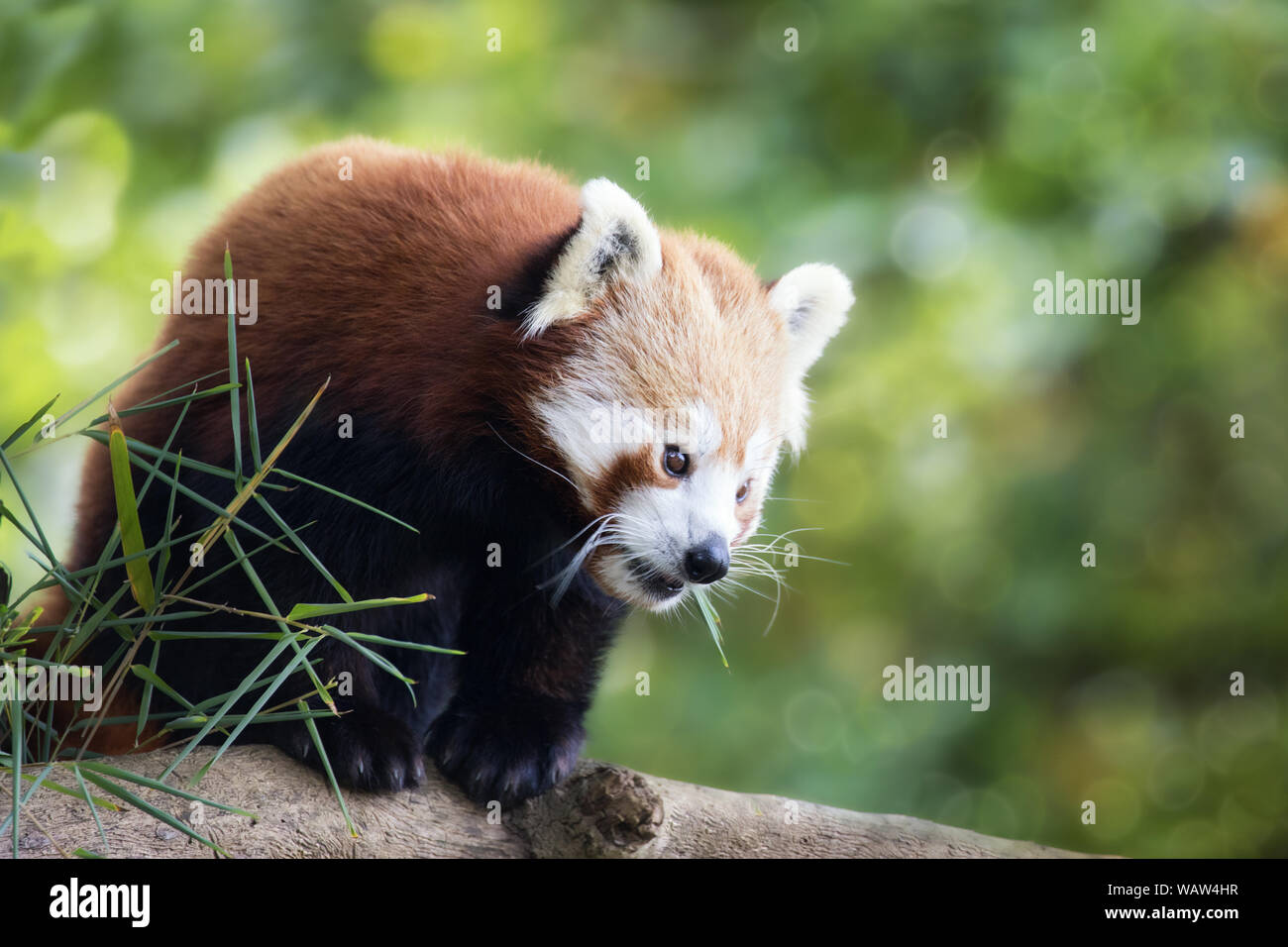 Le panda rouge, aussi connu comme le moindre panda, firefox ou le chat-ours,  dans les branches d'un arbre. Cette créature est originaire de l'Himalaya  et de la Chine Photo Stock - Alamy