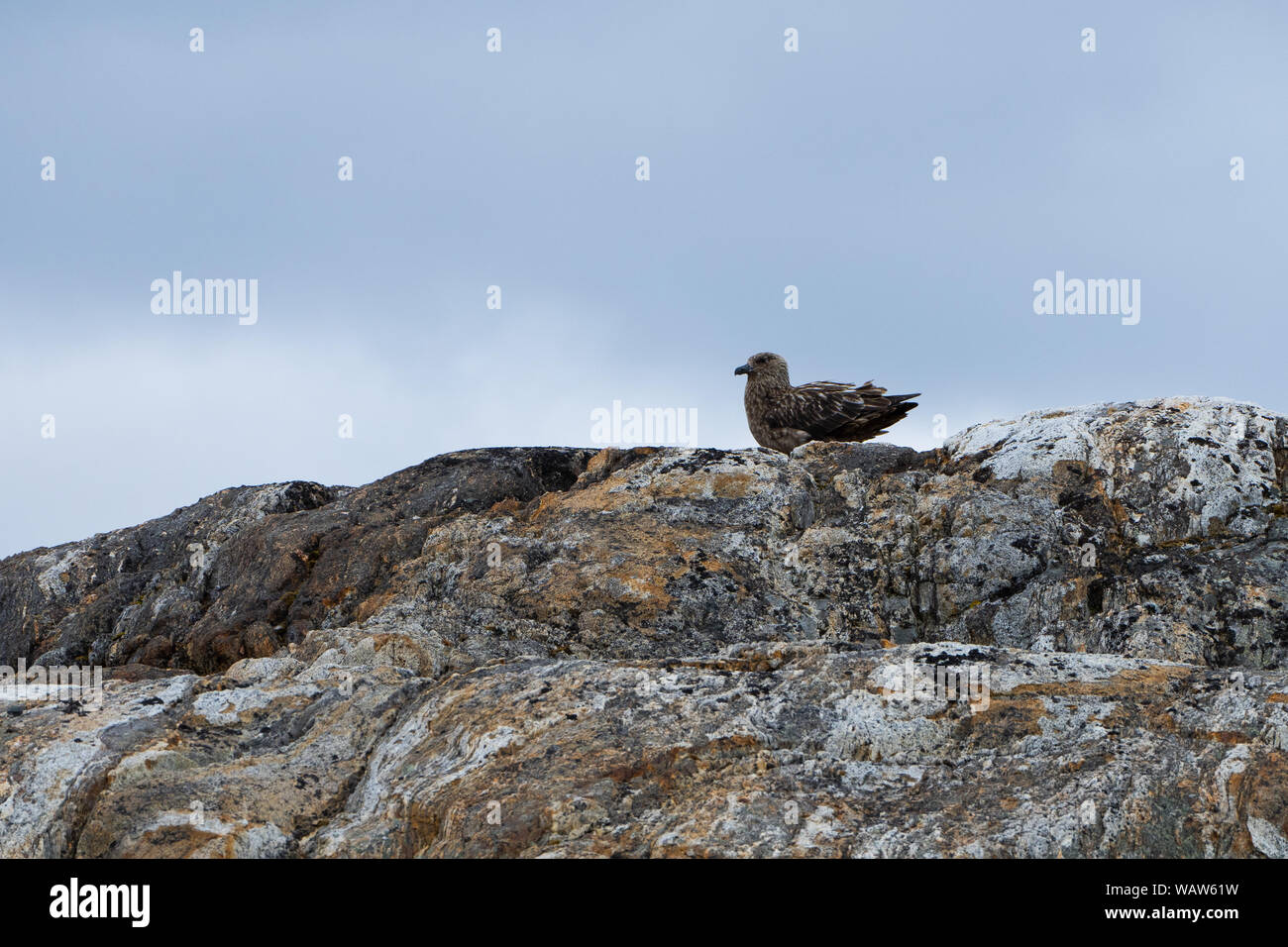 Grand labbe (Stercorarius skua) Banque D'Images