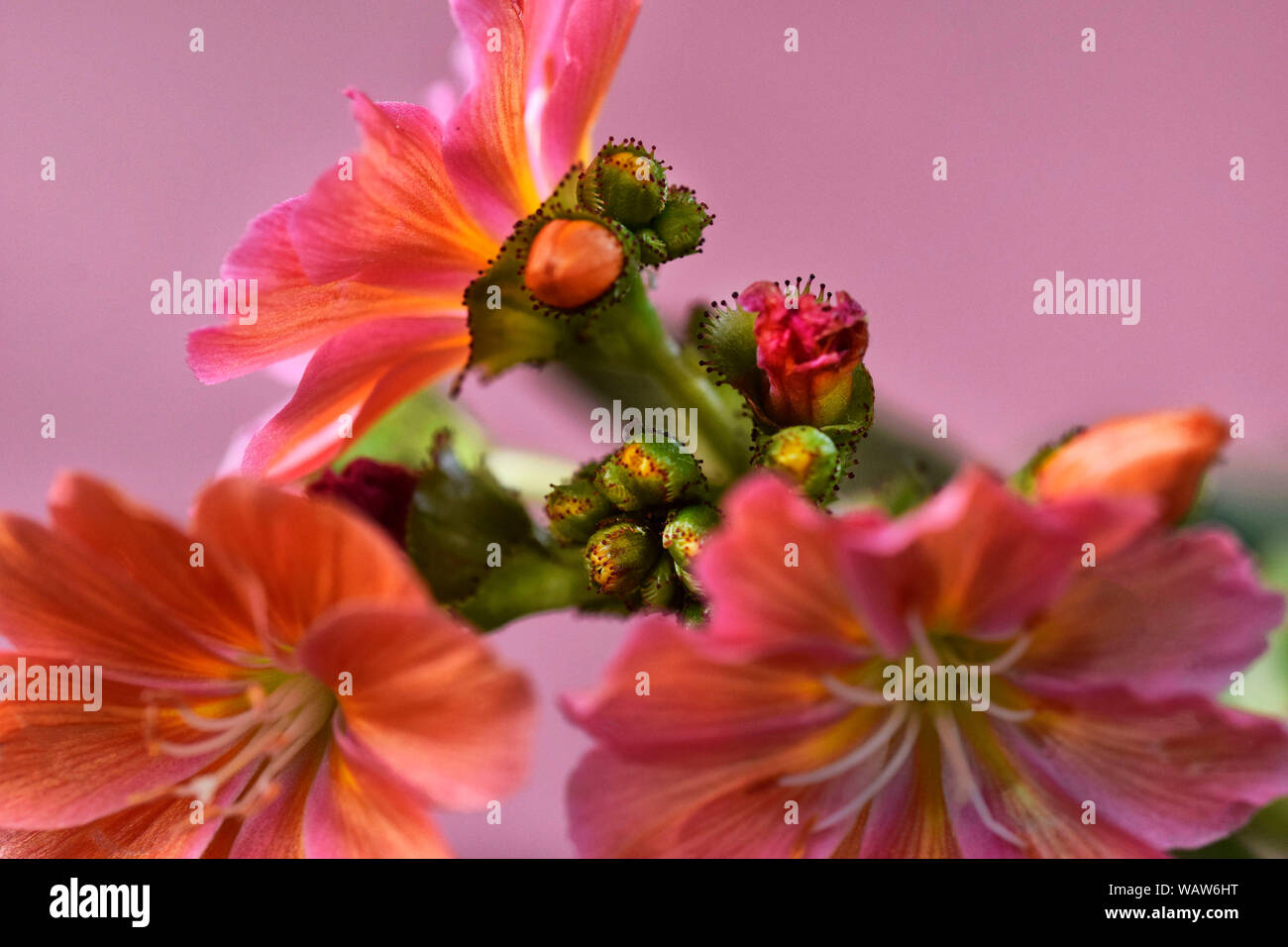 Sedum fleurs Banque D'Images