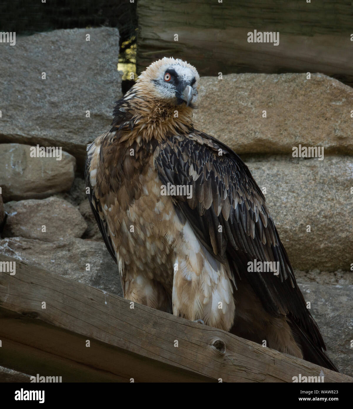 Gypaète Gypaète de (LIC)).Un oiseau blessé détenu en captivité Banque D'Images