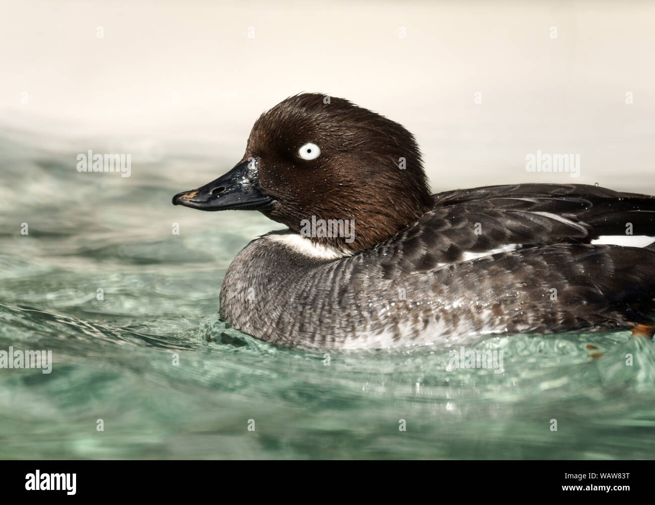 Islande (Bucephala clangula).Femme en plumage nuptial.Wildfowl & Wetland Trust.Washington. Tyne & Wear.nord-est de l'Angleterre.. Banque D'Images