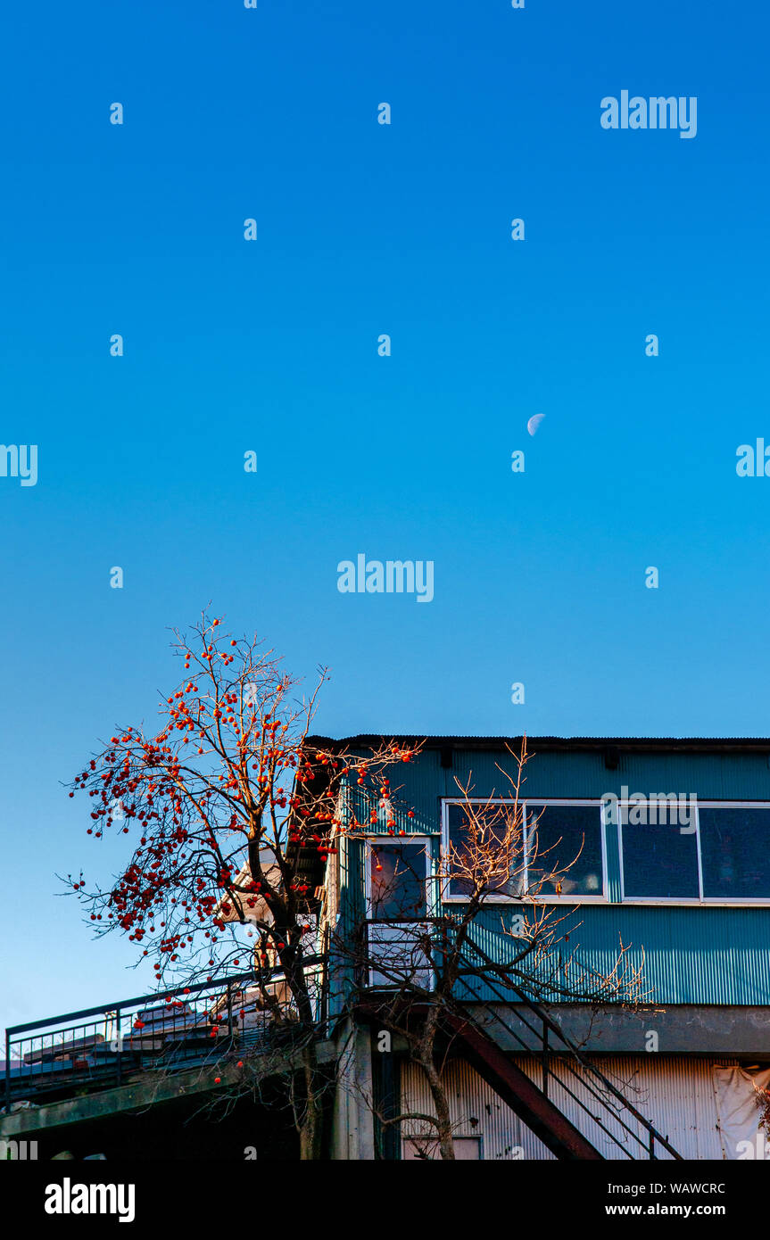 30 NOV 2018 Shimoyoshida, Japon - Japonais bleu Local maison avec autumn persimmon tree avec des fruits contre le bleu ciel clair avec demi-journée Banque D'Images