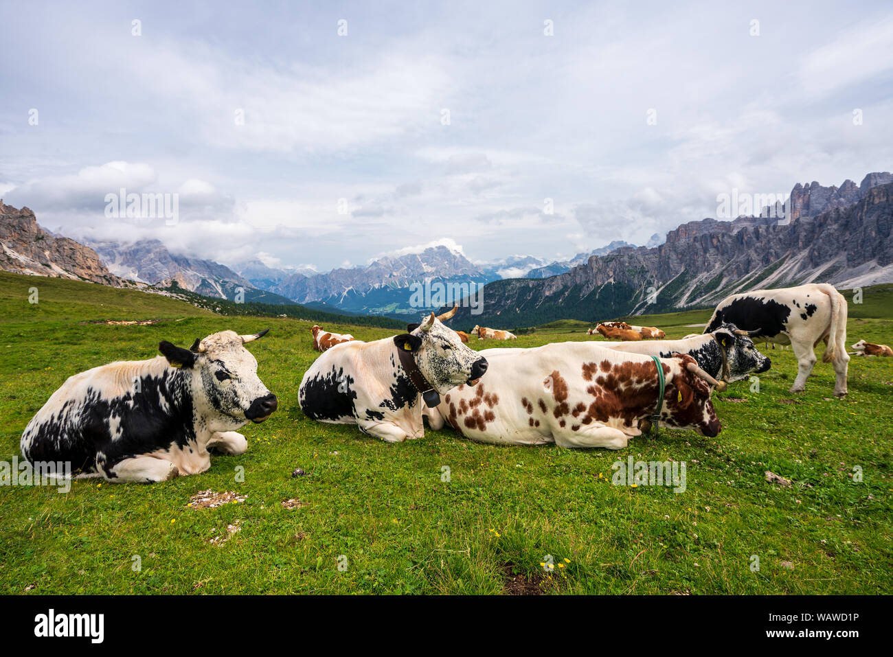 Les vaches sur un pâturage dans les Dolomites, Giau Pass Banque D'Images