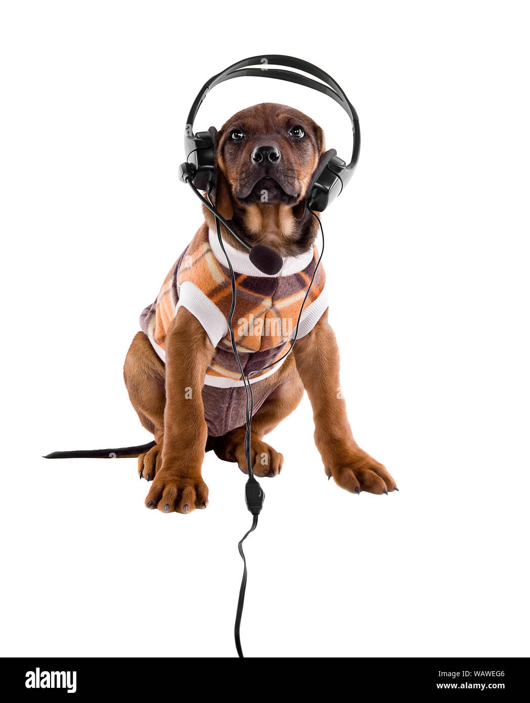 Ridgeback chiot avec un manteau isolé sur blanc, espèce développée au Zimbabwe pour chasser les lions Banque D'Images