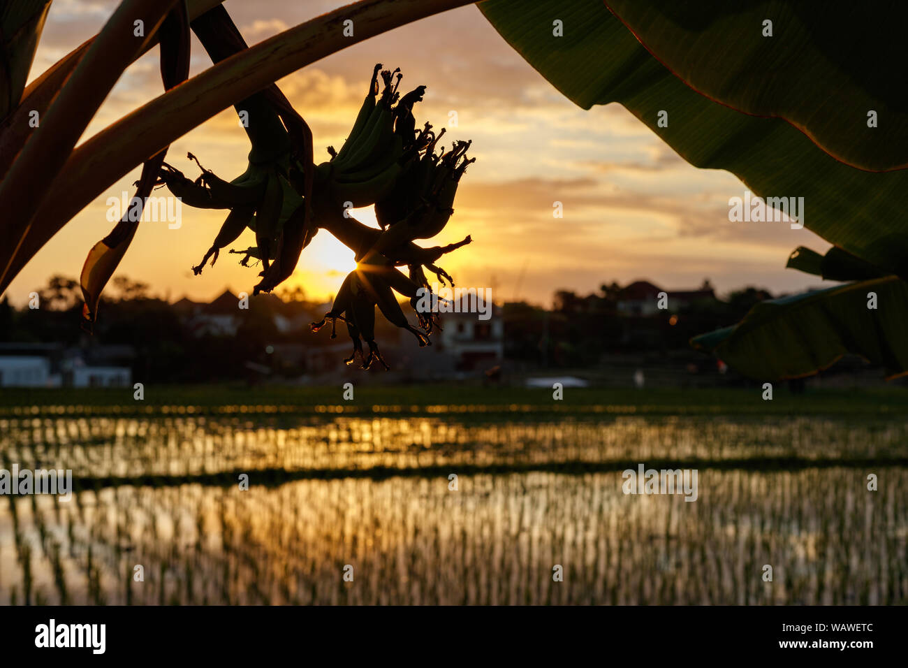 Champ de riz humide avec réflexion, silhouette de bananier, paysage rural. Coucher du soleil la lumière. Bali, Indonésie Banque D'Images