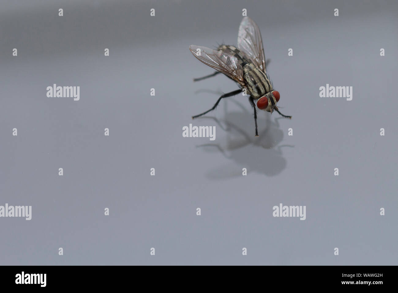Fly close up, insecte macro. Arrière-plan de l'écran d'insectes. Les mouches sont porteurs d'insectes de choléra. Vivant dans les accessoires de cuisine, fruits, légumes et Banque D'Images