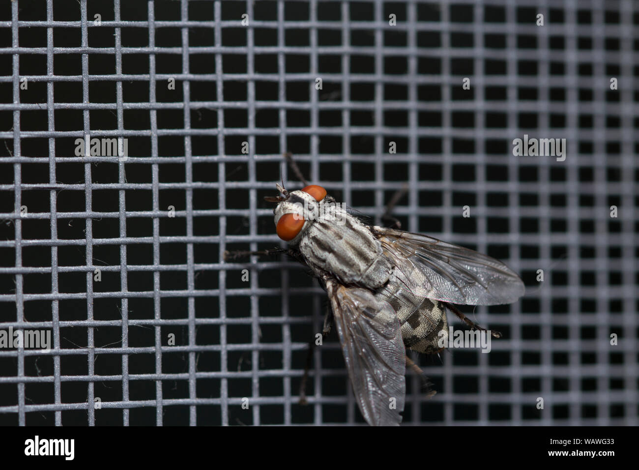 Fly close up, insecte macro. Arrière-plan de l'écran d'insectes. Les mouches sont porteurs d'insectes de choléra. Vivant dans les accessoires de cuisine, fruits, légumes et Banque D'Images