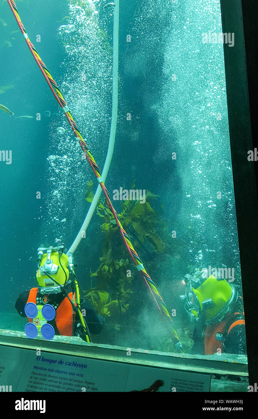 Un plongeur dans les réservoirs à l'Aquarium de Monterey Bay. Banque D'Images