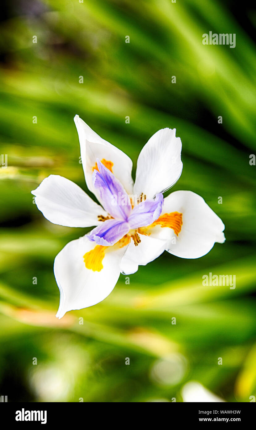 Un d'un iris blanc HDR dans un jardin de printemps. Banque D'Images
