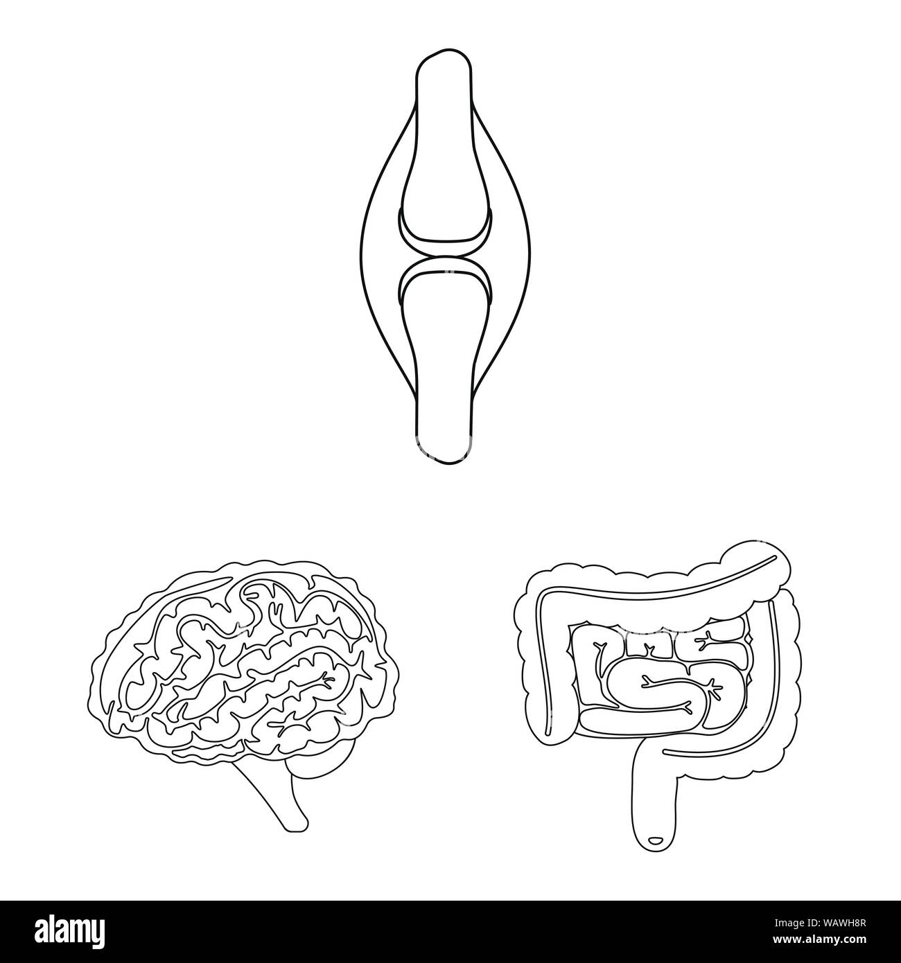Vector illustration d'anatomie et de symbole d'organes. Collection d'anatomie et de l'icône vecteur médical pour stock. Illustration de Vecteur