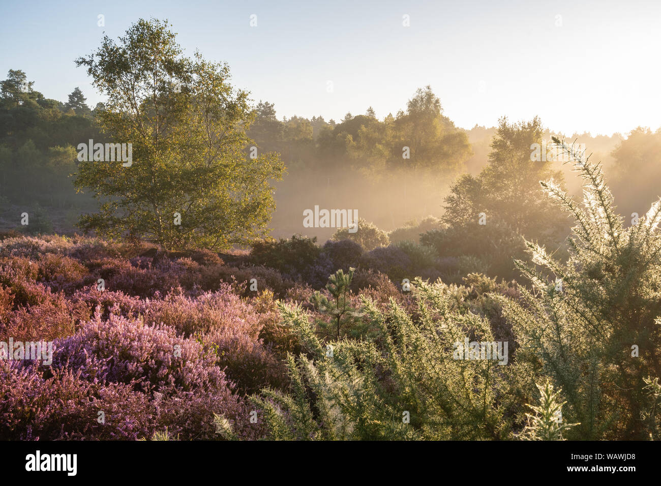 Paysage de Plaine Commune heath à Crooksbury à Surrey, UK, sur un matin d'été avec des fleurs colorées Heather Banque D'Images