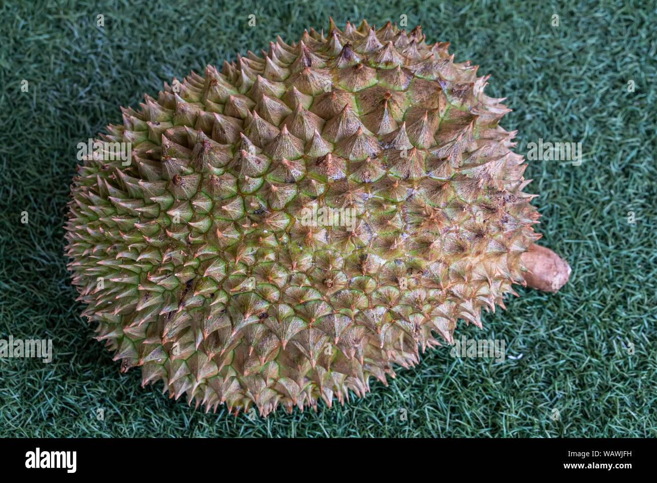 Durian frais thaïlandais sur fond de gazon artificiel avec focus sélectif. Banque D'Images