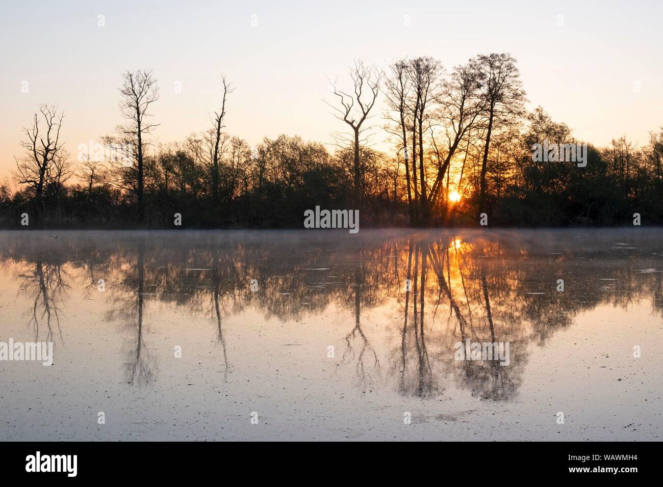 Arbres se reflétant dans l'eau au lever du soleil, étang des carpes au printemps, la région de la réserve de biosphère de Lusace heath et étang paysage, Allemagne Banque D'Images