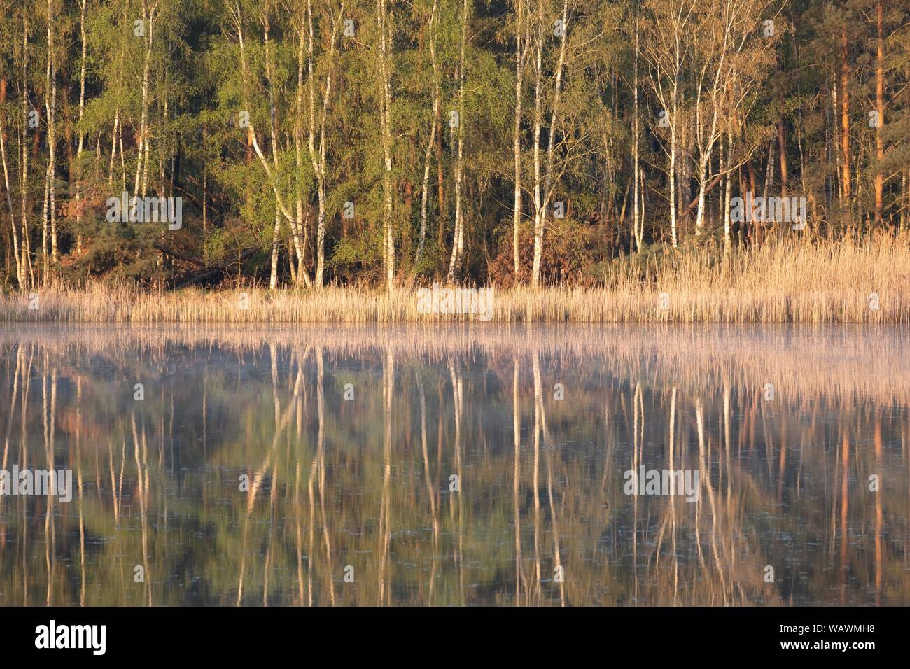 Arbres se reflétant dans l'eau au printemps, la région de la réserve de biosphère de Lusace heath et étang paysage, Allemagne Banque D'Images