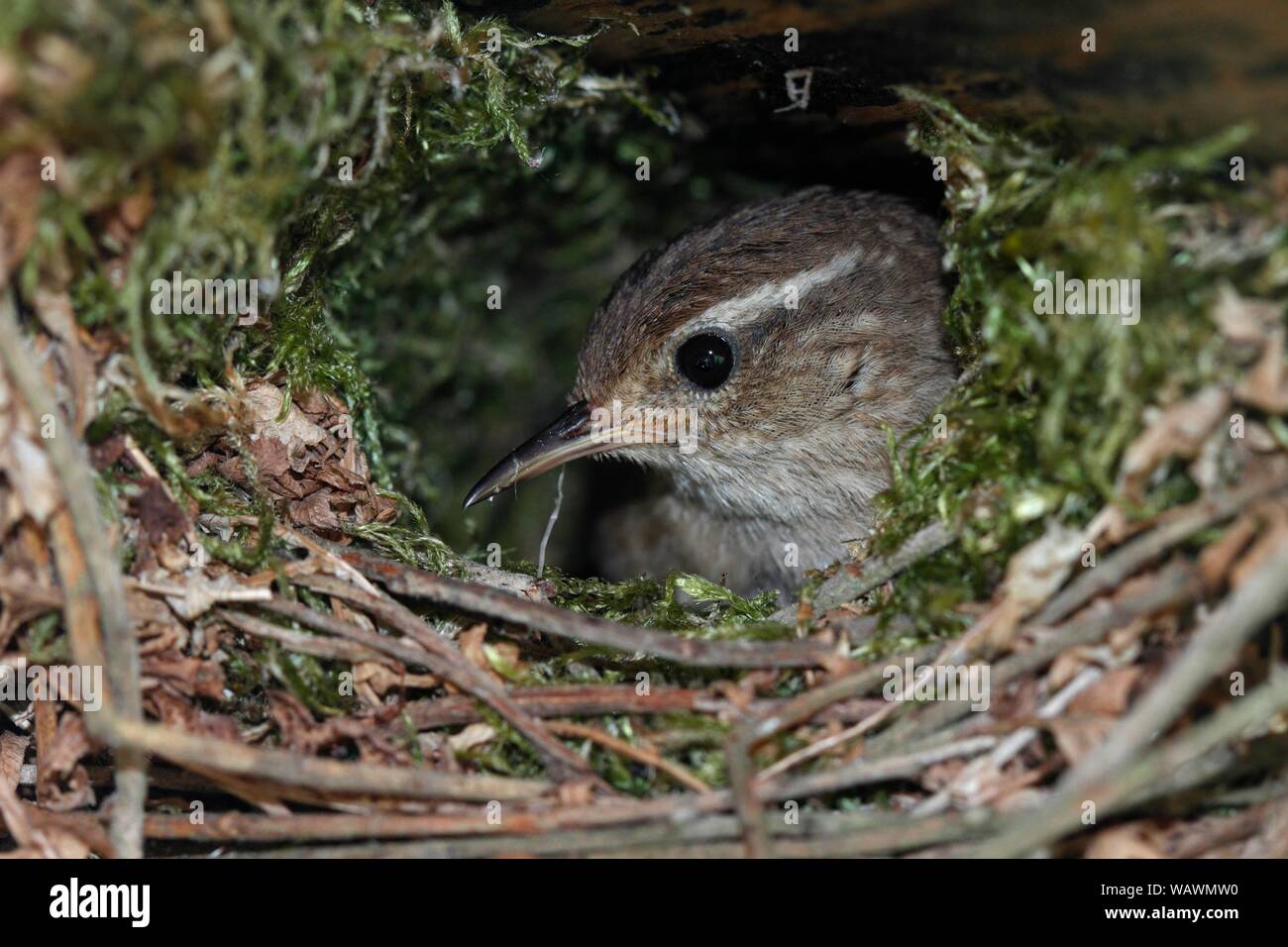 Troglodyte mignon (Troglodytes troglodytes), ancien nid d'oiseaux qui nichent dans le Parc Naturel, Peental, Mecklembourg-Poméranie-Occidentale, Allemagne Banque D'Images