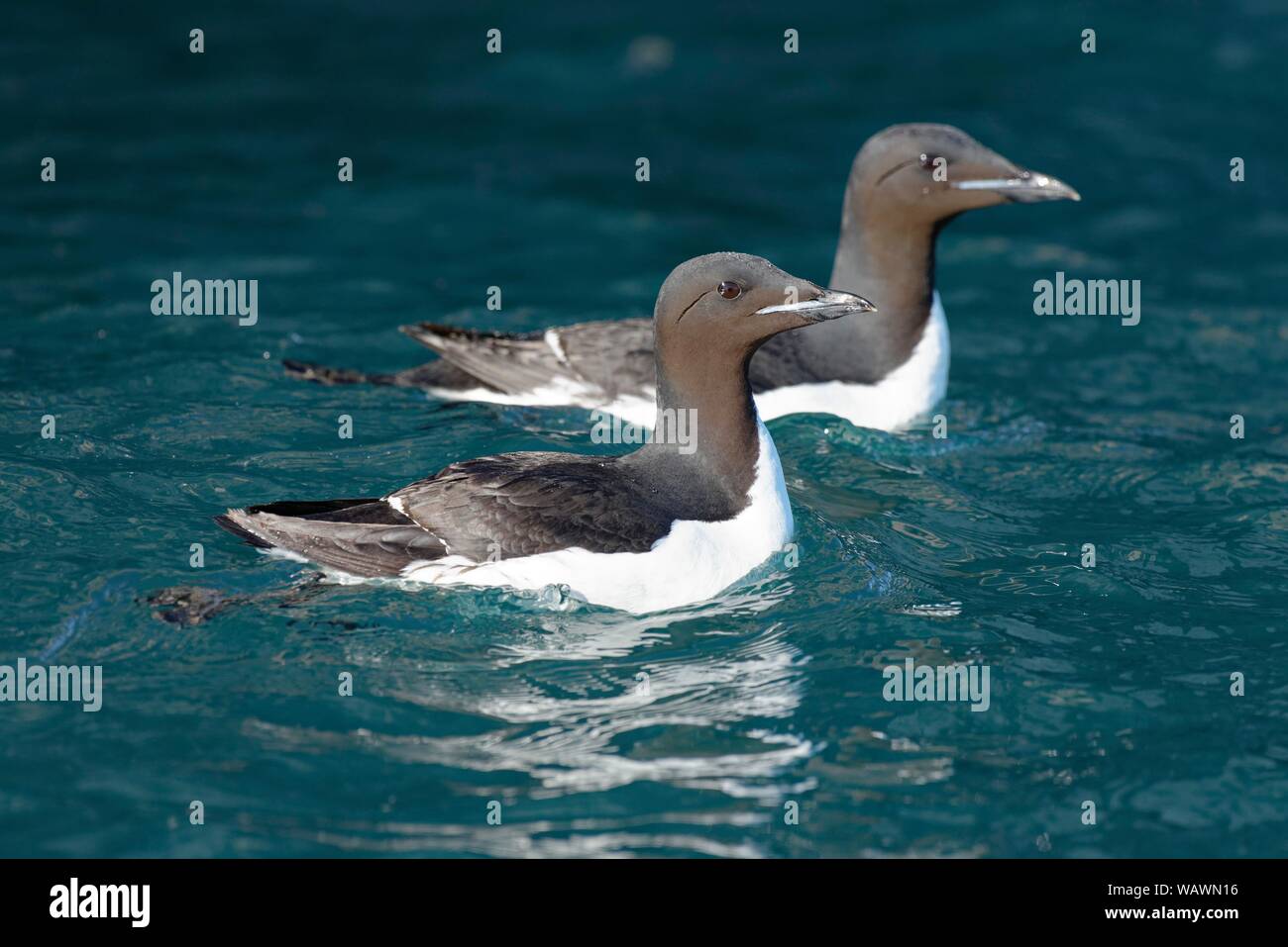 Deux des Guillemots de Brünnich (Uria lomvia) nager dans la mer Arctique, Alkefjellet Hinlopenstretet, Spitzberg, archipel, Norvège Banque D'Images