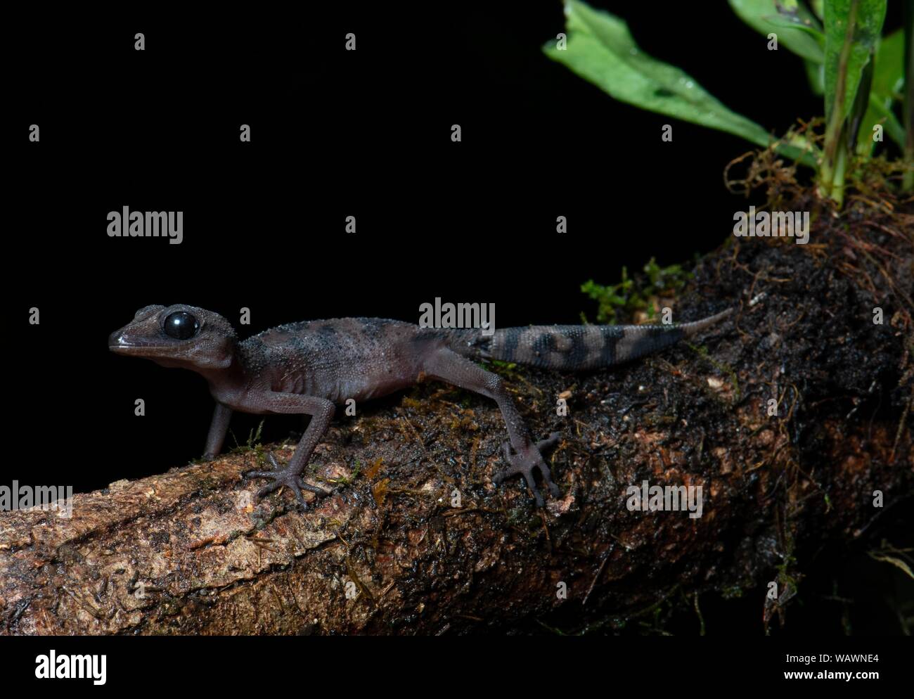 Madagascar gracieux terrain gecko (paroedura gracilis), Montagne d'Ambre Parc National, au nord de Madagascar, Madagascar Banque D'Images