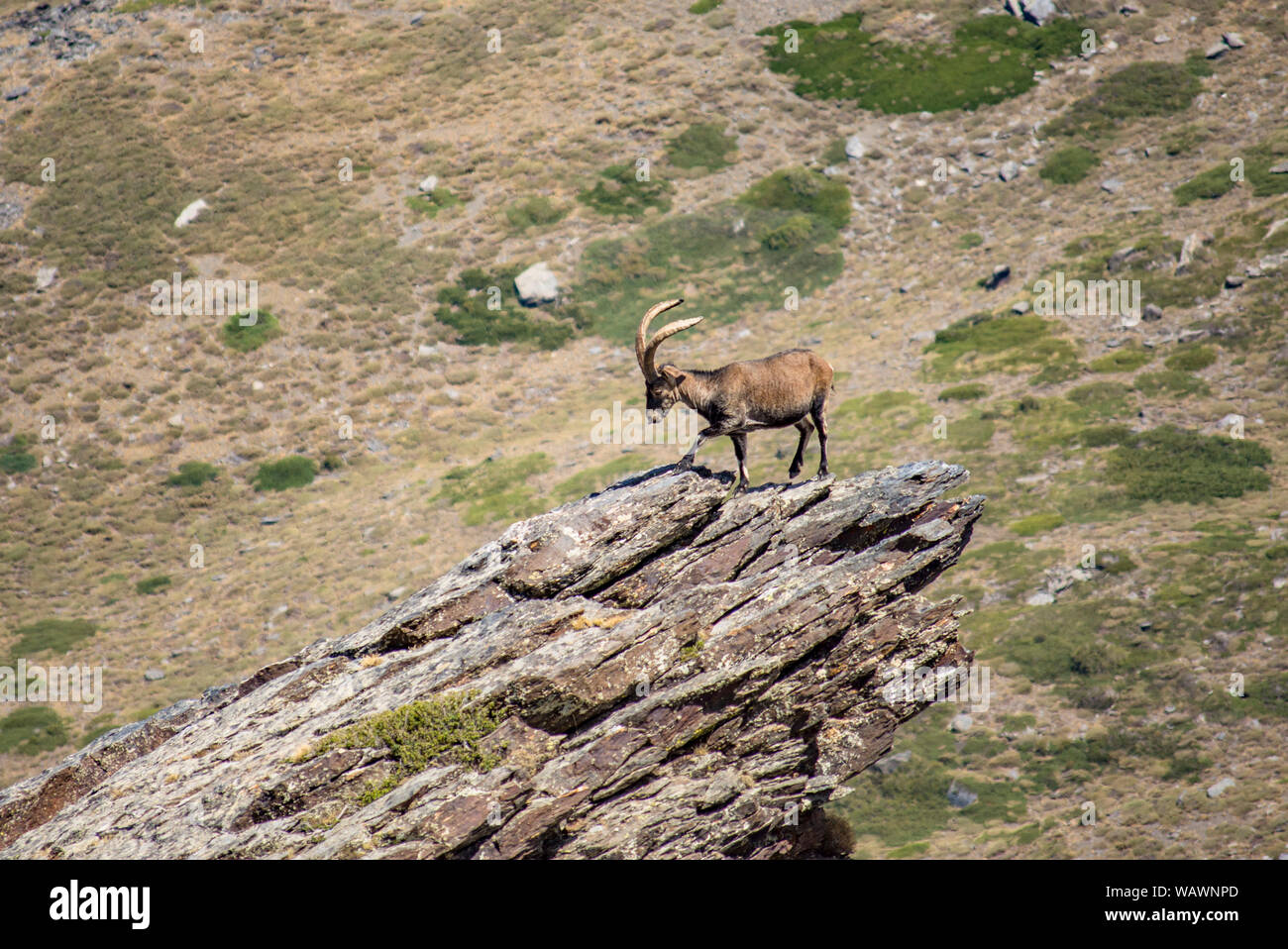 Ibex Espagnol Espagnol, chèvre sauvage, ou chèvre sauvage ibérique (Capra pyrenaica), sur la pointe d'un rocher. La Sierra Nevada, Granada, Espagne. Banque D'Images