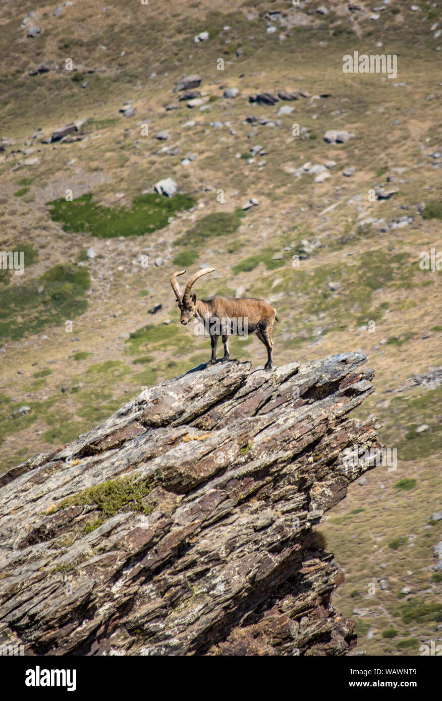 Ibex Espagnol Espagnol, chèvre sauvage, ou chèvre sauvage ibérique (Capra pyrenaica), sur la pointe d'un rocher. La Sierra Nevada, Granada, Espagne. Banque D'Images