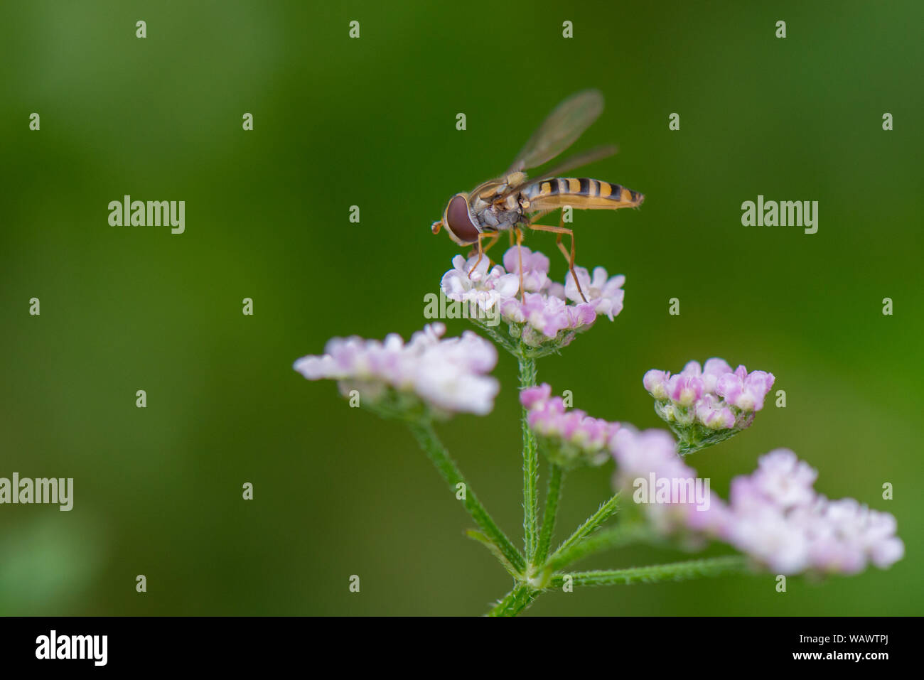 Hoverfly ( Syrphus vitripennis ) de fleurs blanches Banque D'Images