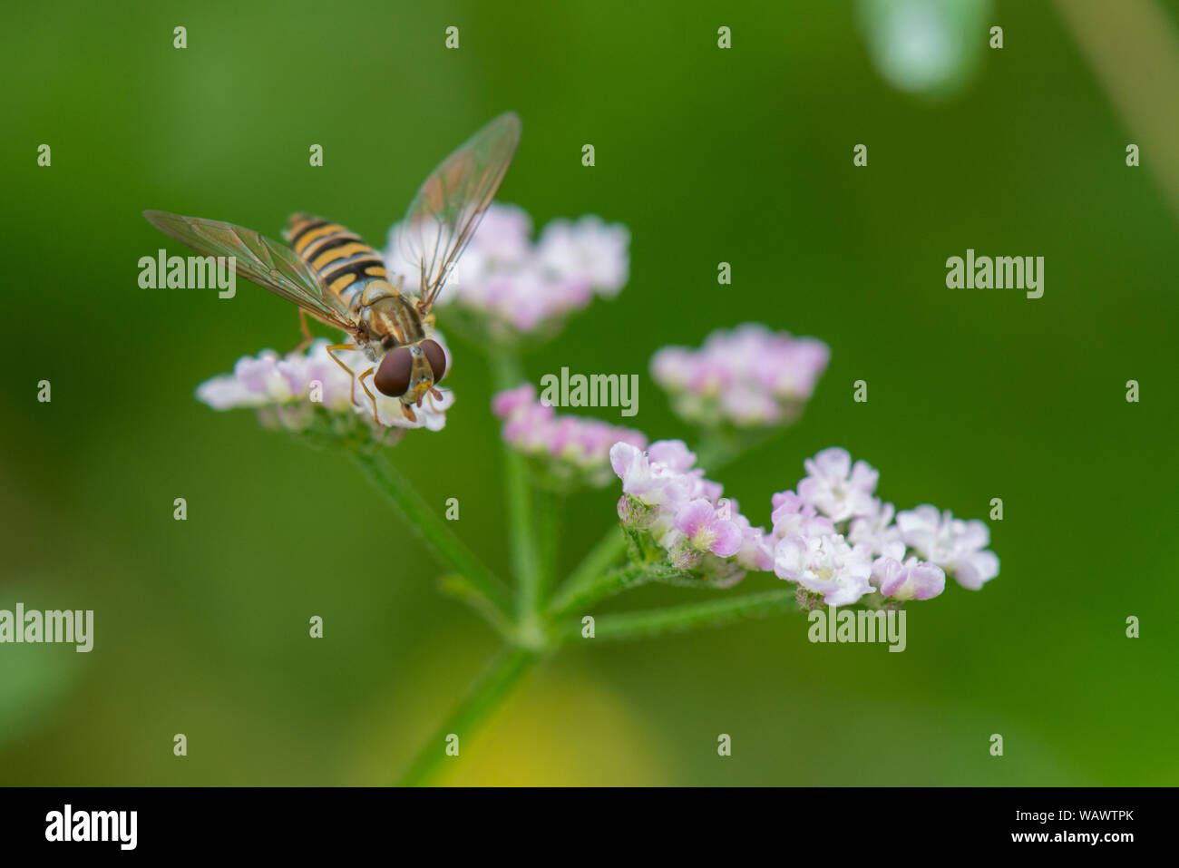 Hoverfly ( Syrphus vitripennis ) de fleurs blanches Banque D'Images