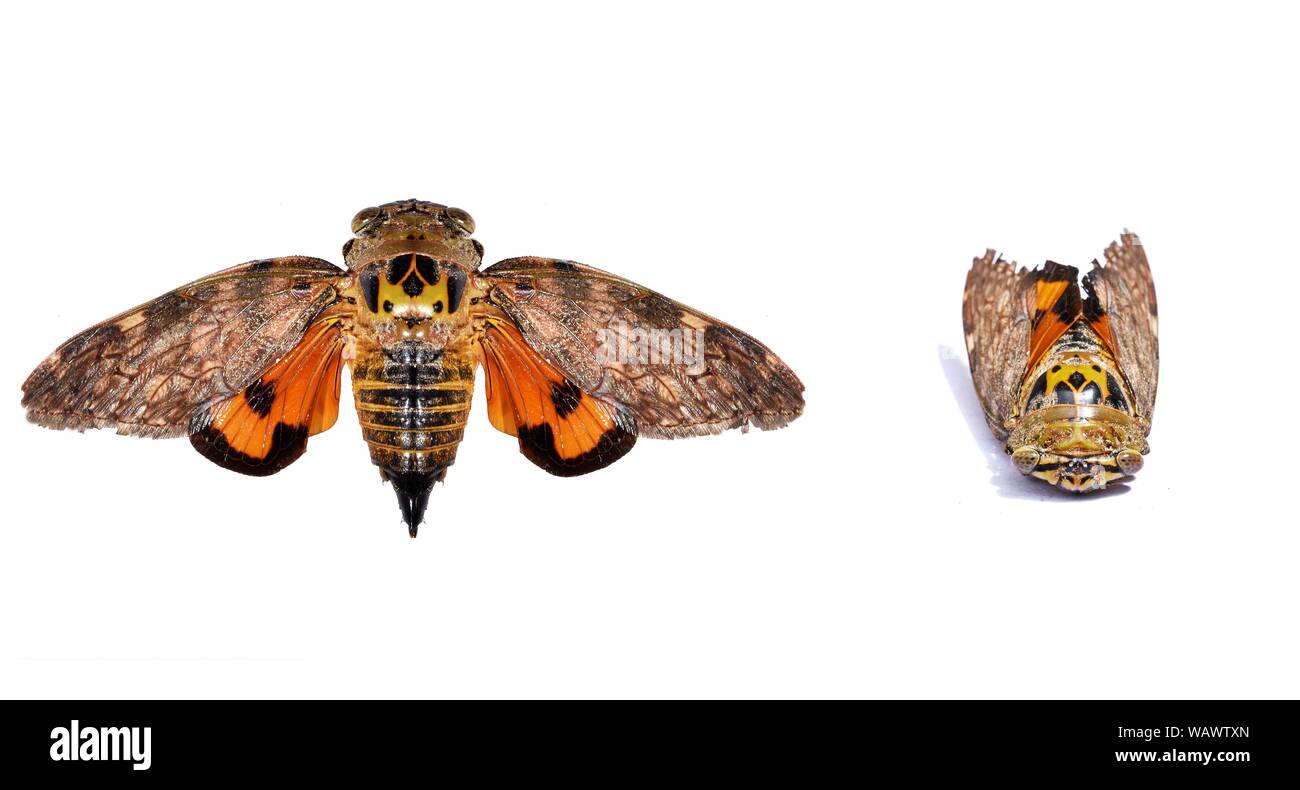 Cigale isolé sur fond blanc, couleur orange avec des motifs de l'aile noire, crâne humain standard à l'arrière de l'insecte Banque D'Images