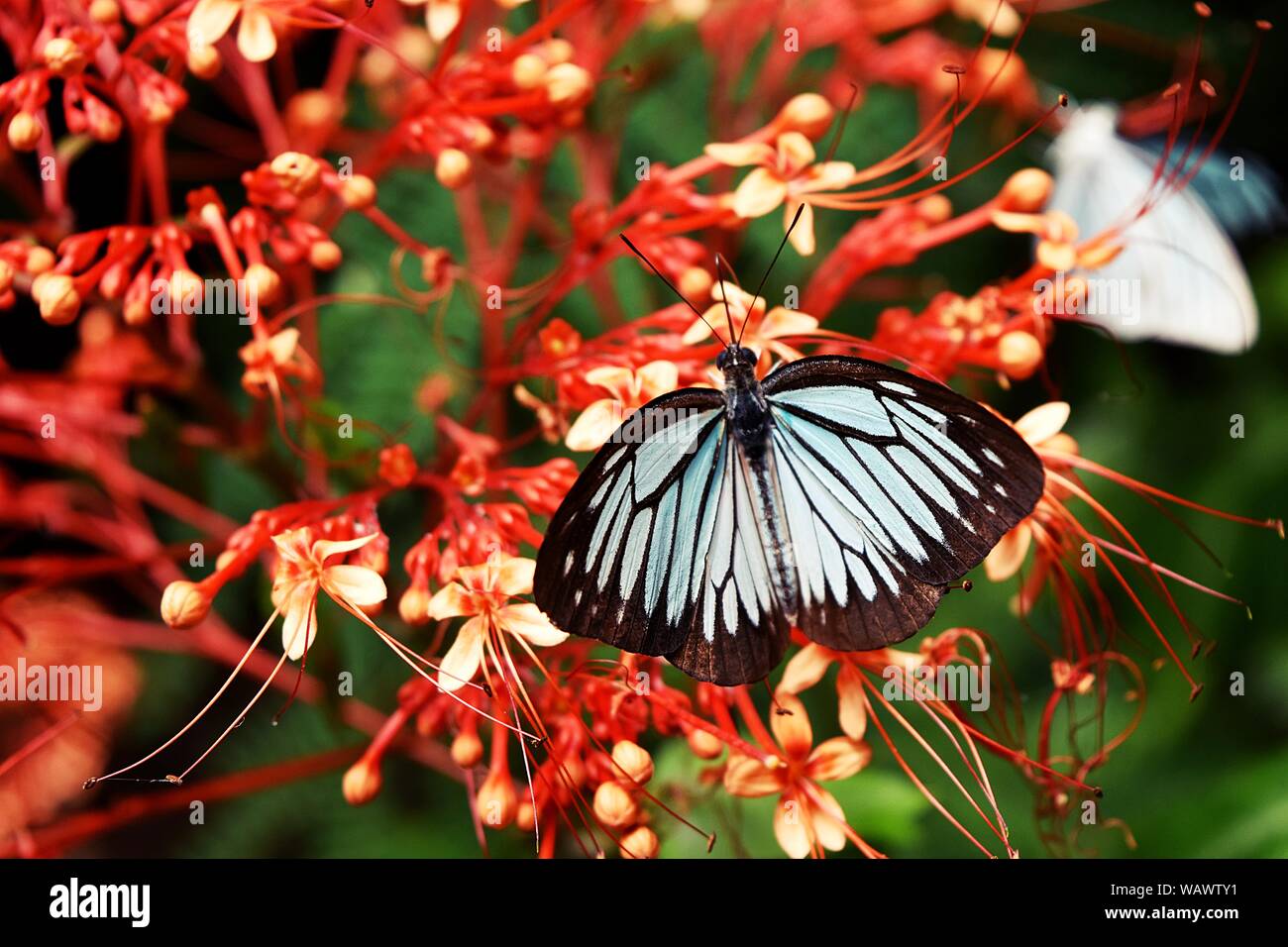 Les fleurs rouge avec la politique commune de Wanderer butterfly sucer nectar de pollen , motif Noir sur bleu aile d'insectes tropicaux , Ixora Cibdela Craib tree Banque D'Images