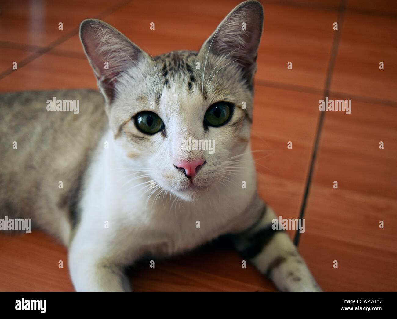 Close - up blanc rayé rose visage avec le nez et les yeux verts de chat tigré gris Banque D'Images