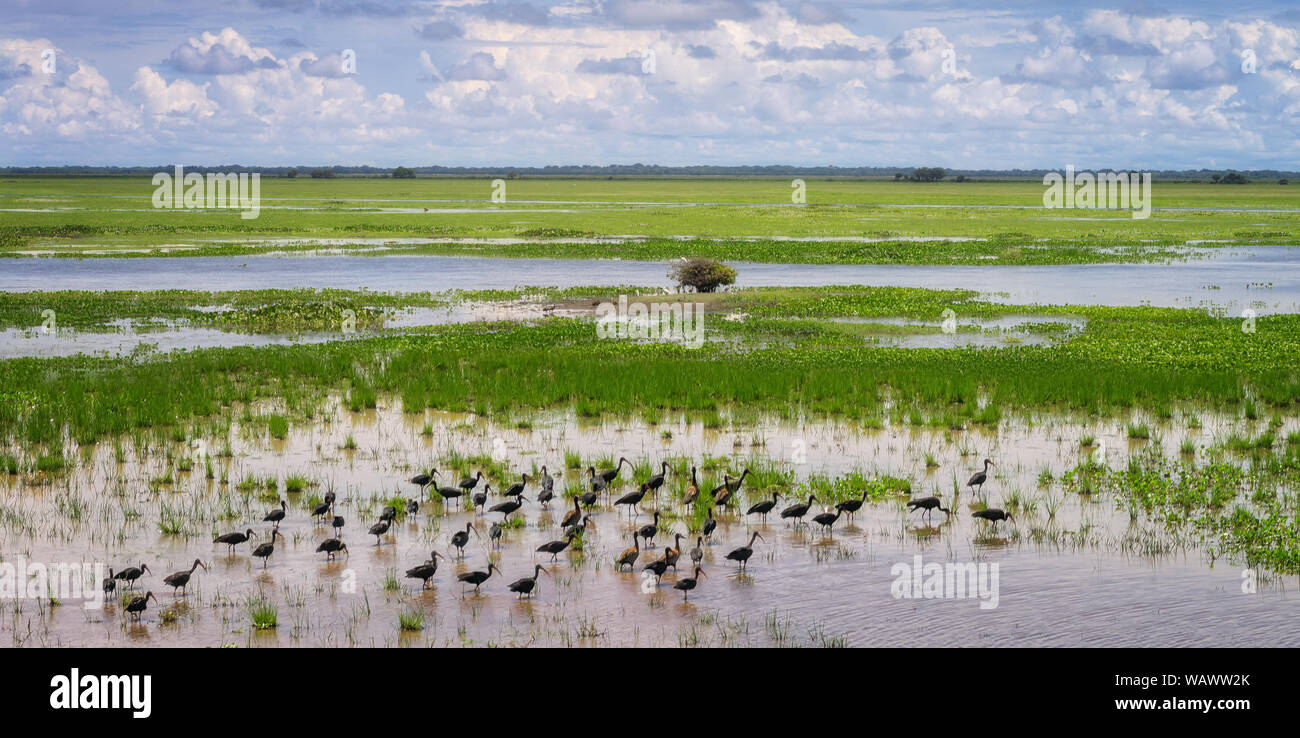 Panorama des marais d'Amérique du Sud avec la sauvagine dans l'avant-plan. Banque D'Images