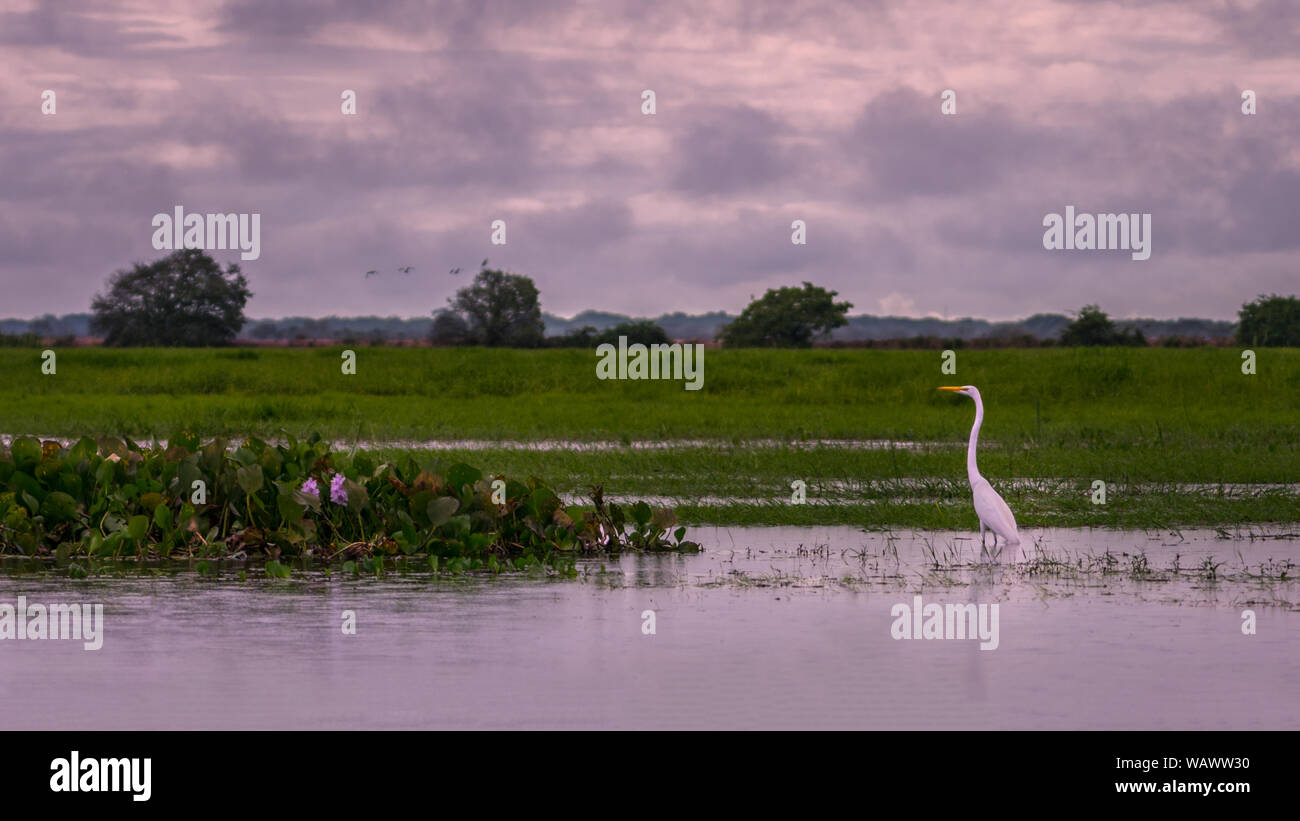Type d'un héron blanc dans un marais tropical de l'Amérique du Sud. Banque D'Images