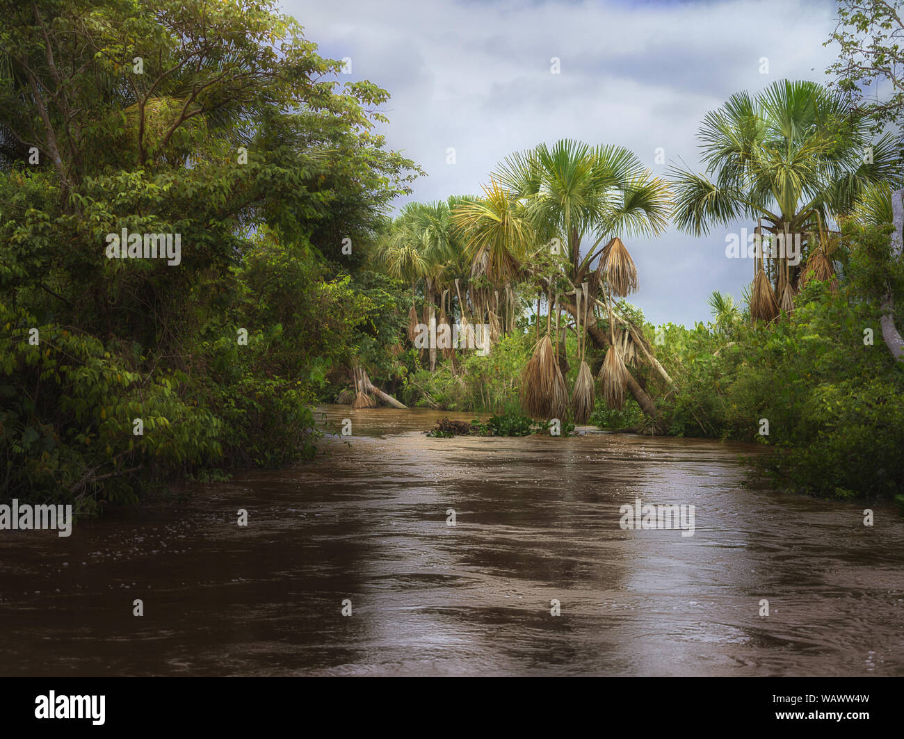 Tapez sur jungle tropicale sur la côte de la rivière d'Orinoco. Banque D'Images