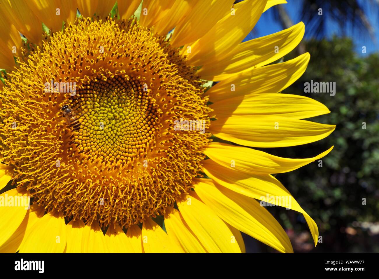 Close - up fleurs de tournesol, belle fleur jaune, et l'abeille butiné Banque D'Images Close - up fleurs de tournesol, belle fleur jaune, et l'abeille butiné Banque D'Images