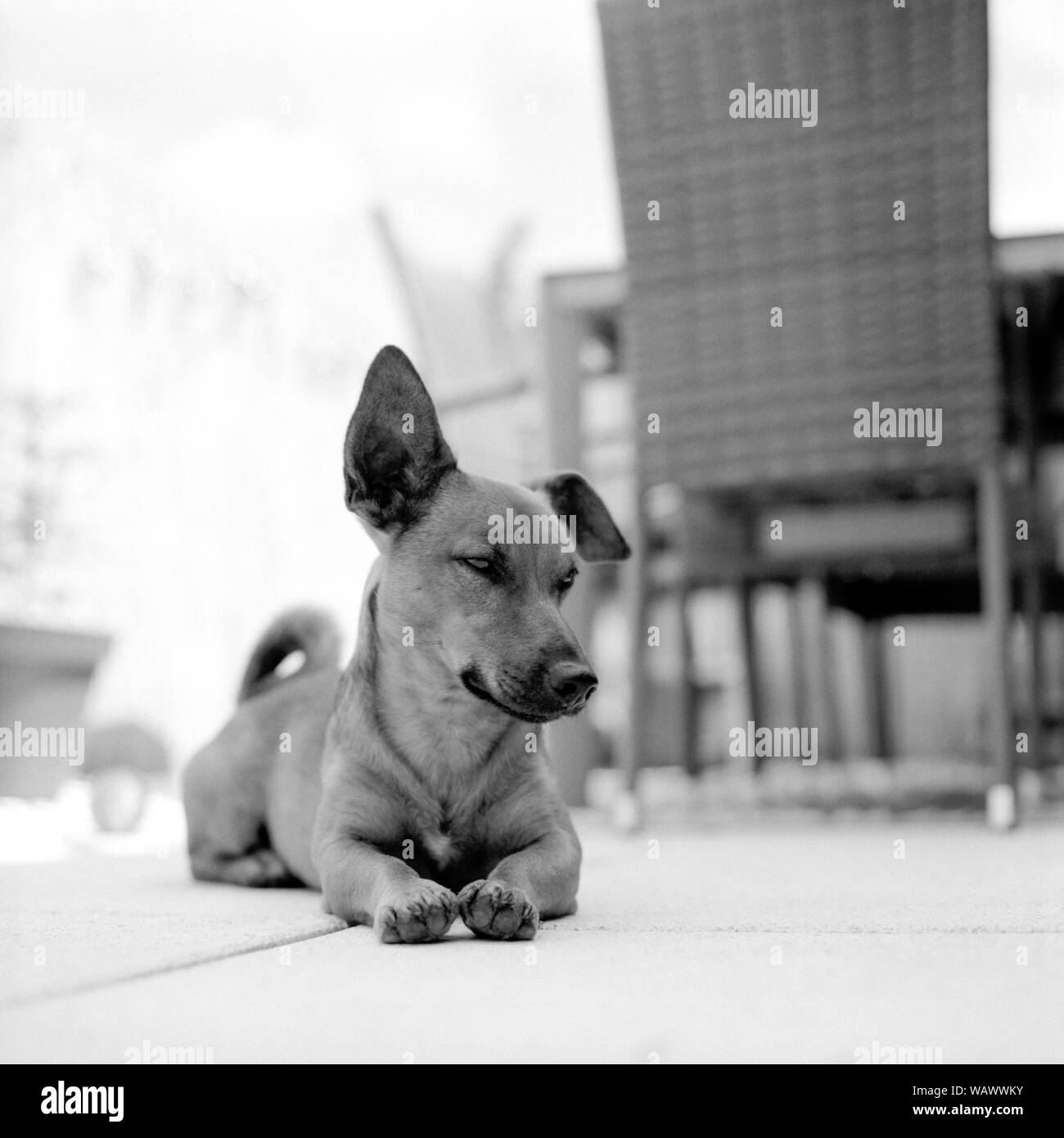 Portrait d'un jeune chien. Mixed breed of German sheperd, Chihuahua et de Parson Jack Russell Terrier. Tourné en mode analogique des films de format moyen. Film analogique gr Banque D'Images