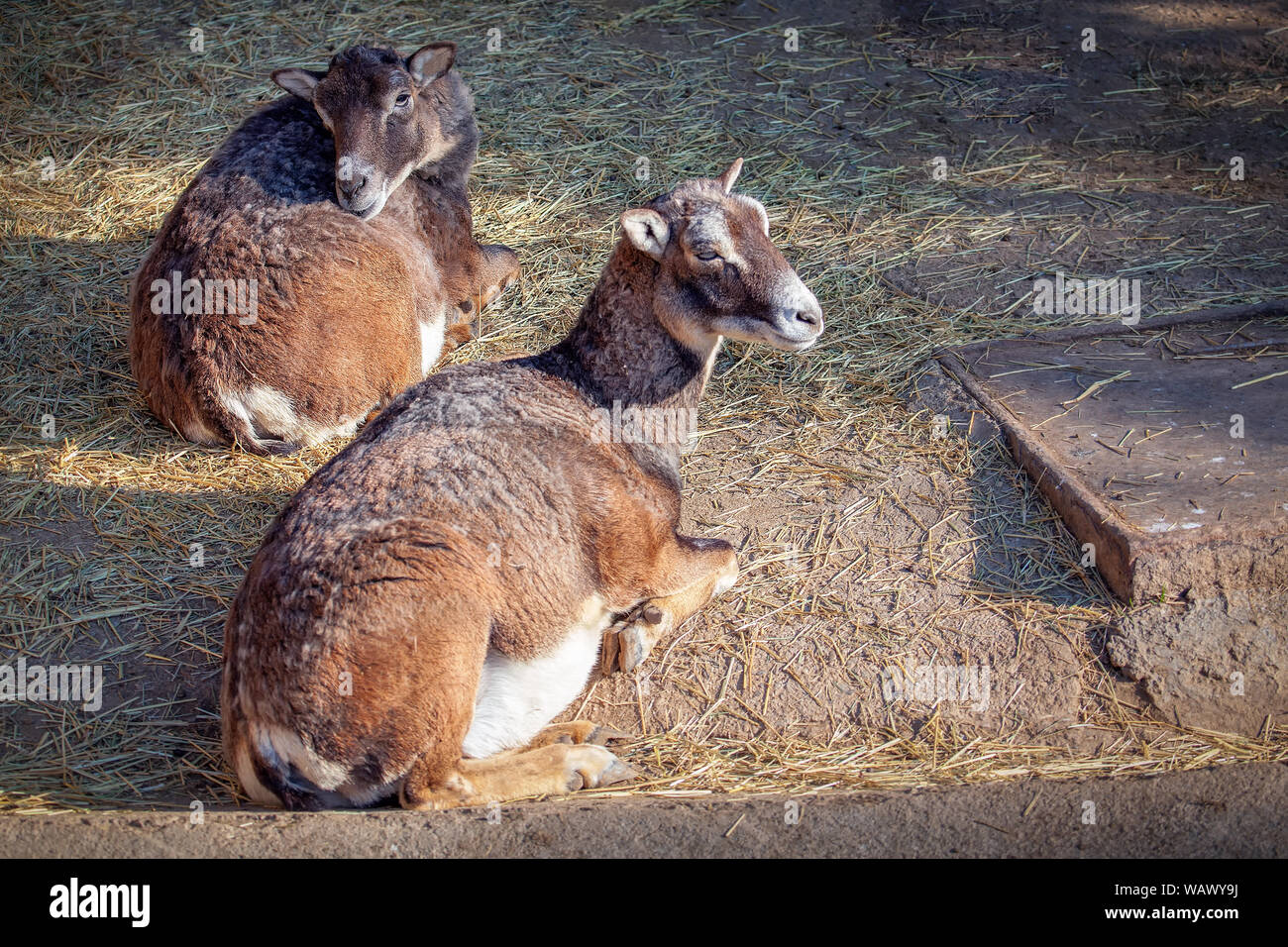 Deux adorables moutons couchés sur le sol Banque D'Images