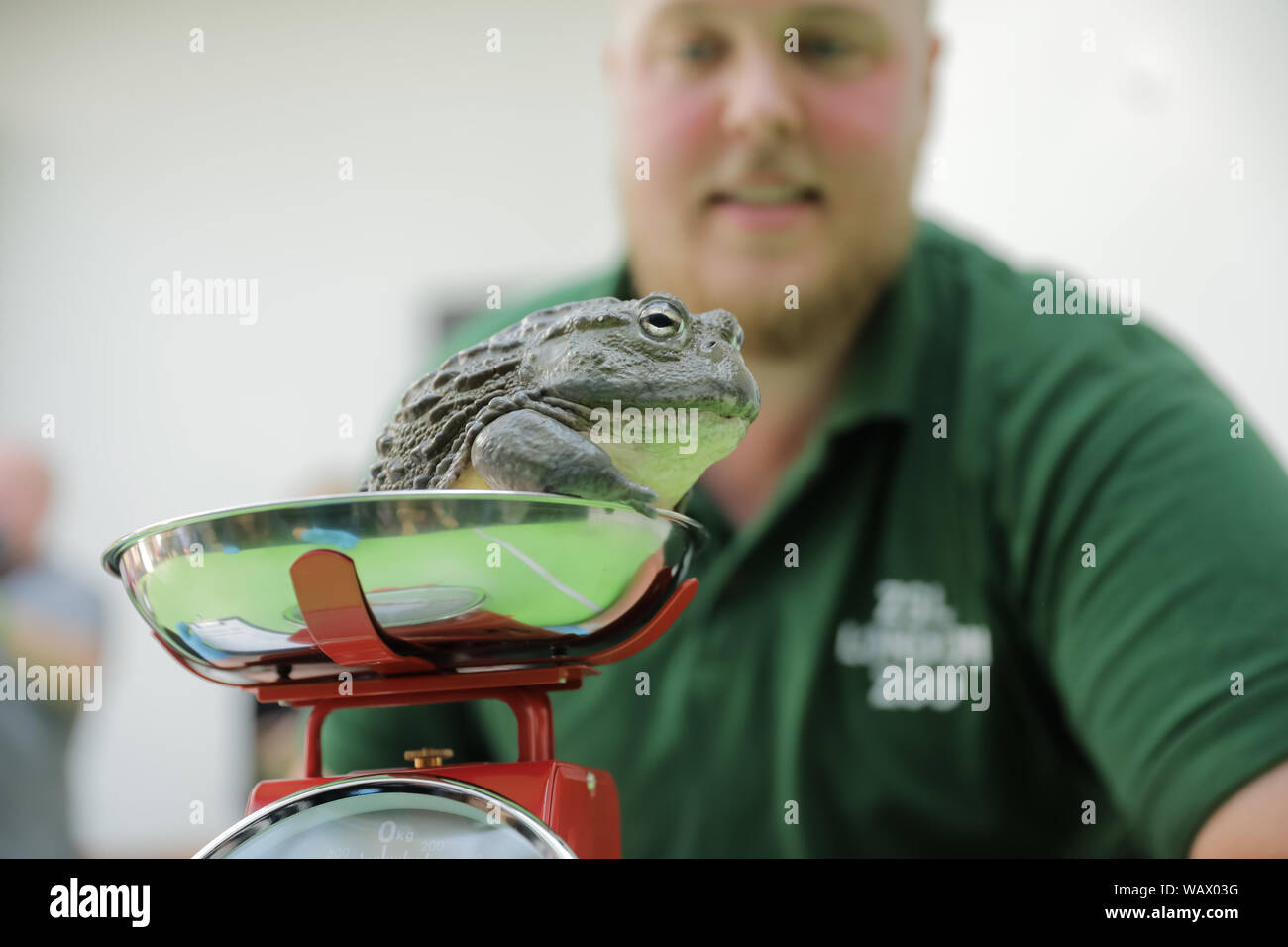 Londres, Royaume-Uni. Août 22, 2019. ZSL London Zoo's keepers enregistrer la taille et poids de tous les animaux - l'information qui les aide à surveiller leur santé et leur bien-être. L'Afrique, Jabba Bull Frog, pèse-in à 900g Crédit : Chris Aubrey/Alamy Live News Banque D'Images