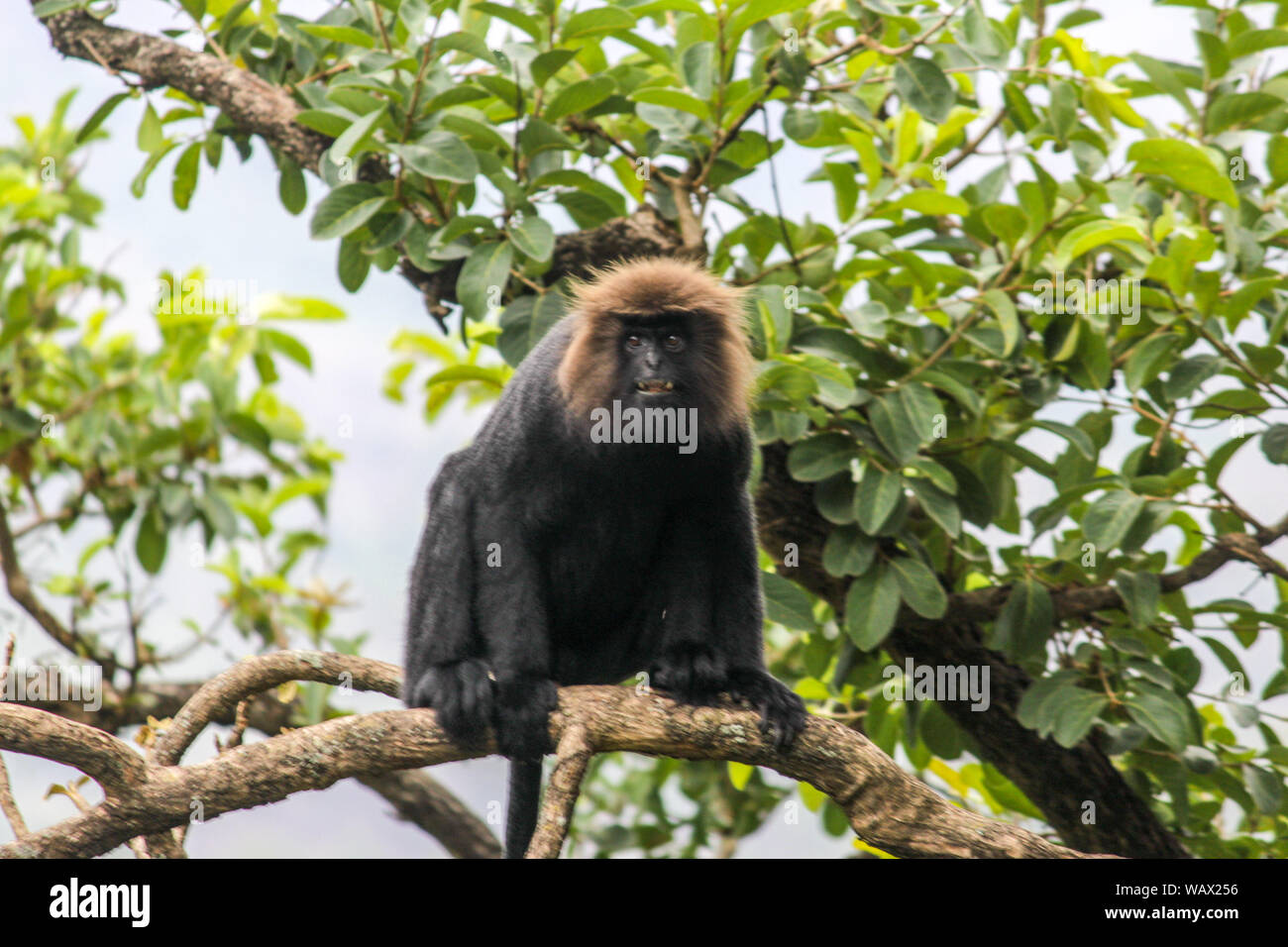 Le langur de Nilgiri Banque D'Images