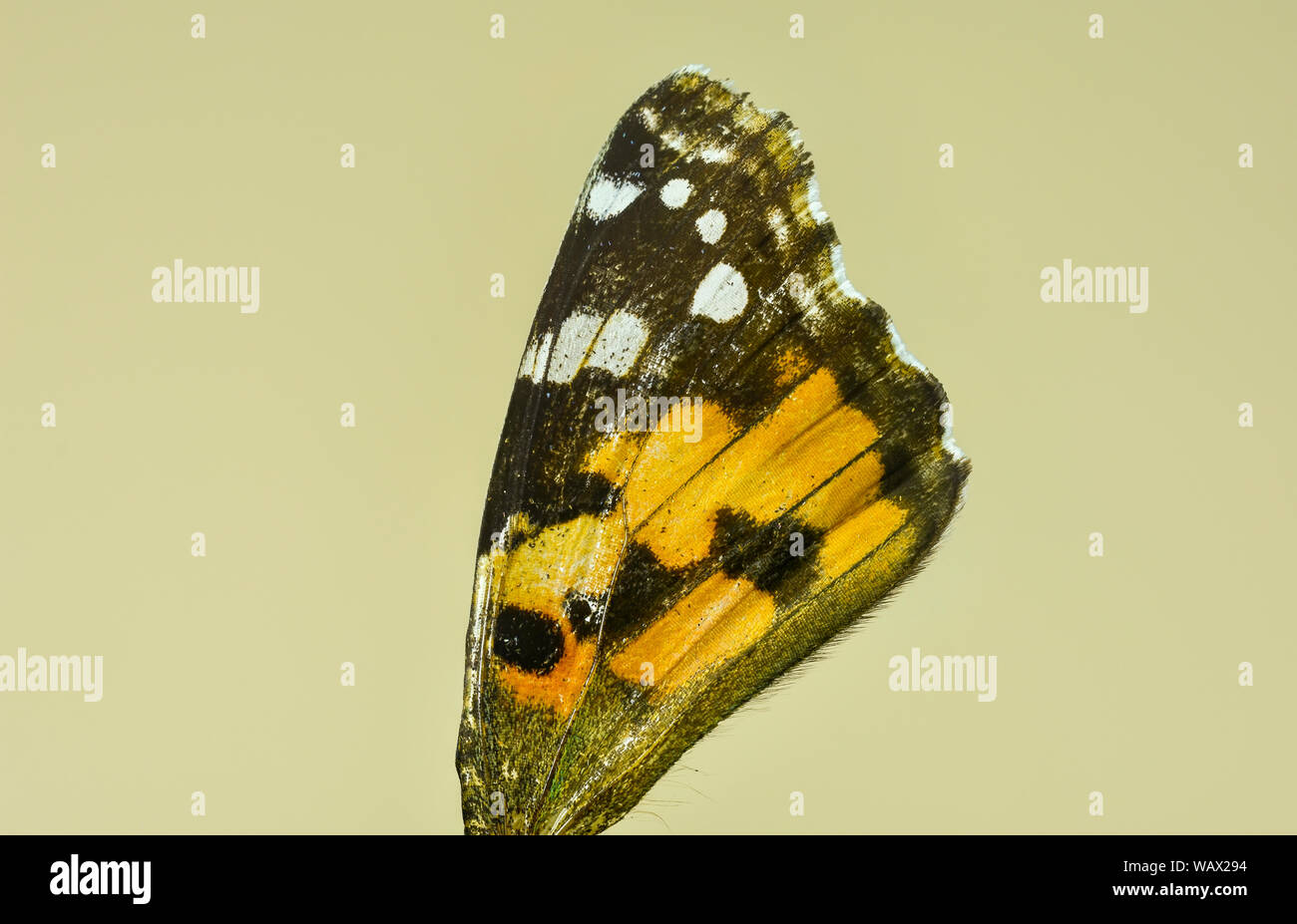 Macro image de la face dorsale du papillon Vanessa cardui , connue comme la belle dame cosmopolite ou Banque D'Images